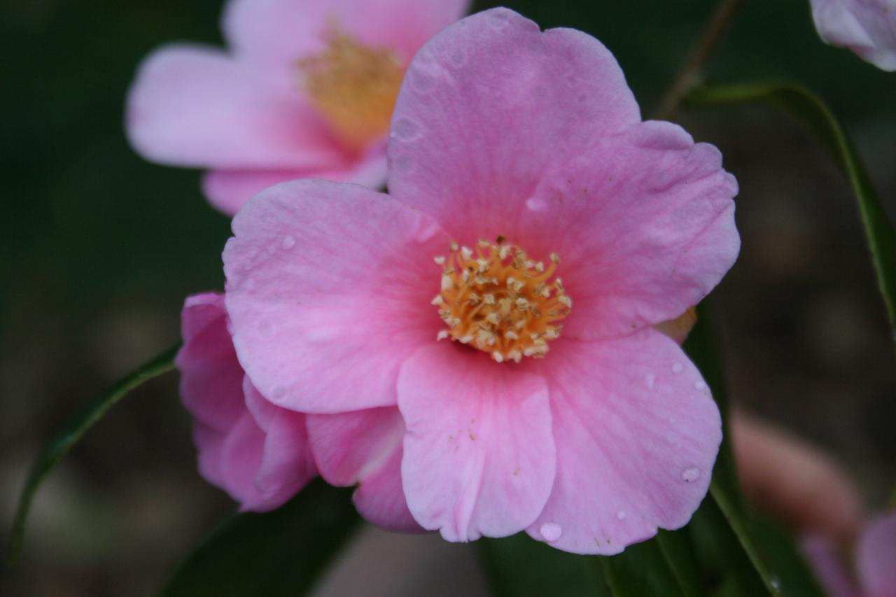 Camellia japonica 'Magali'-5-