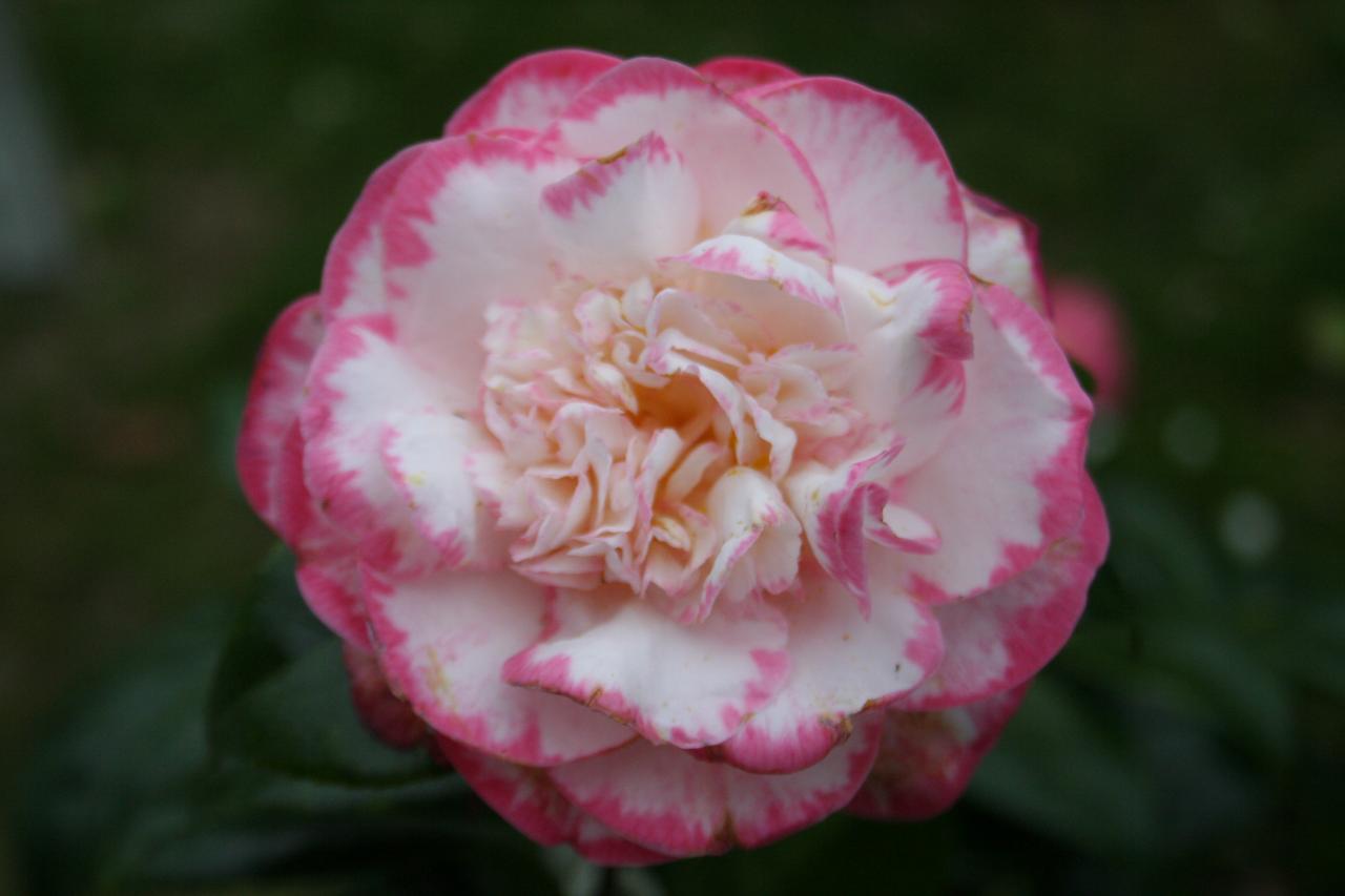 Camellia japonica 'Margaret Davis'-2-
