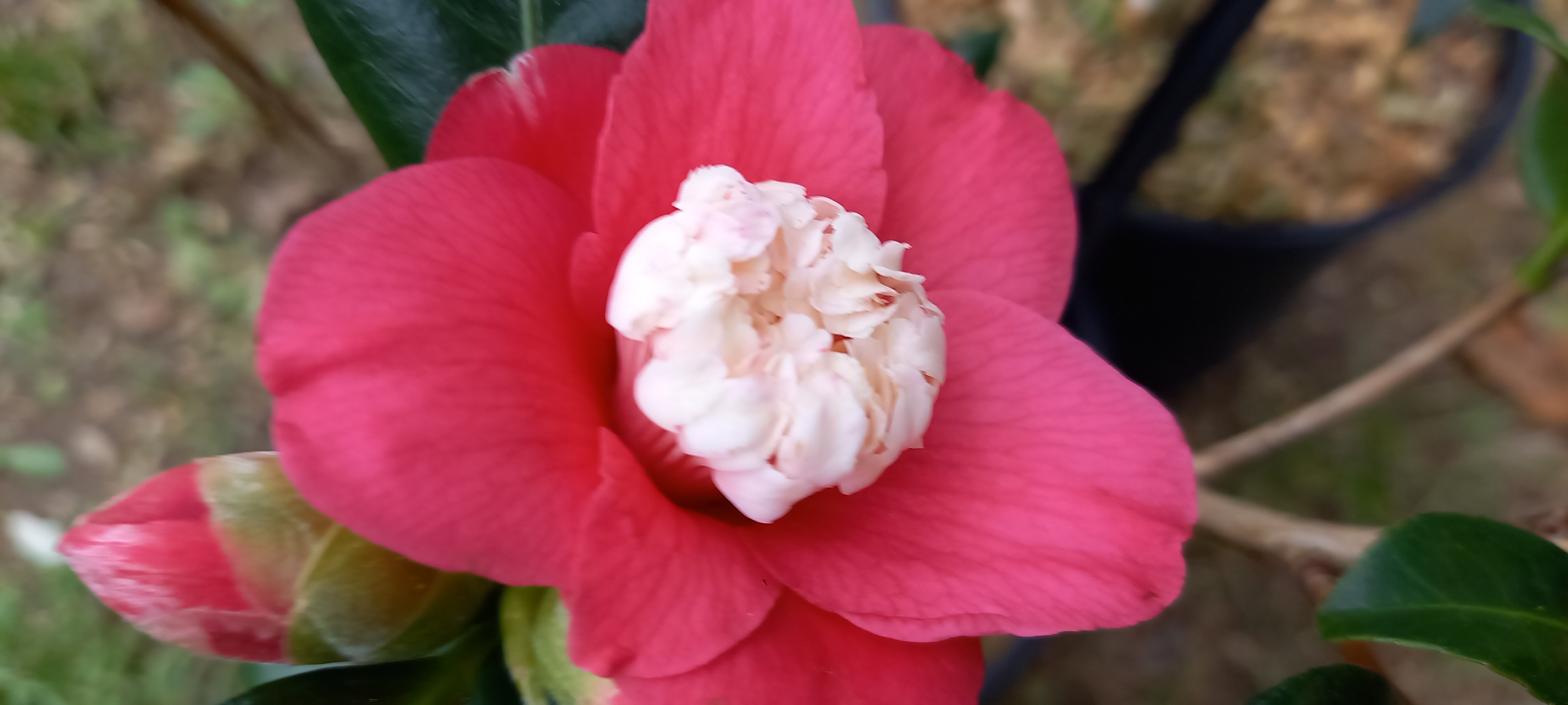 Camellia japonica 'Marshmallow'
