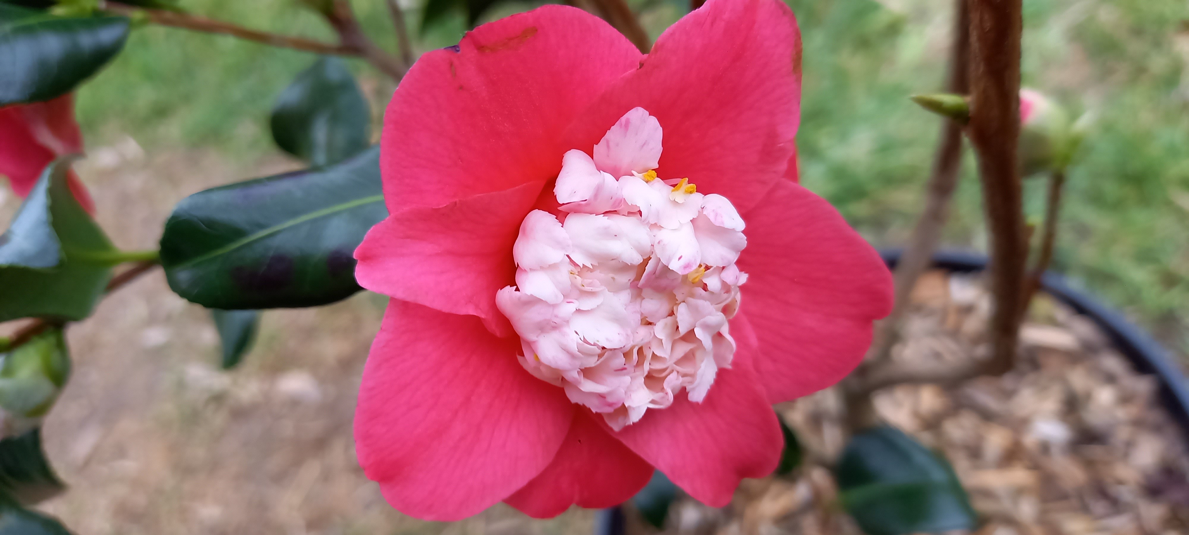 Camellia japonica 'Marshmallow'