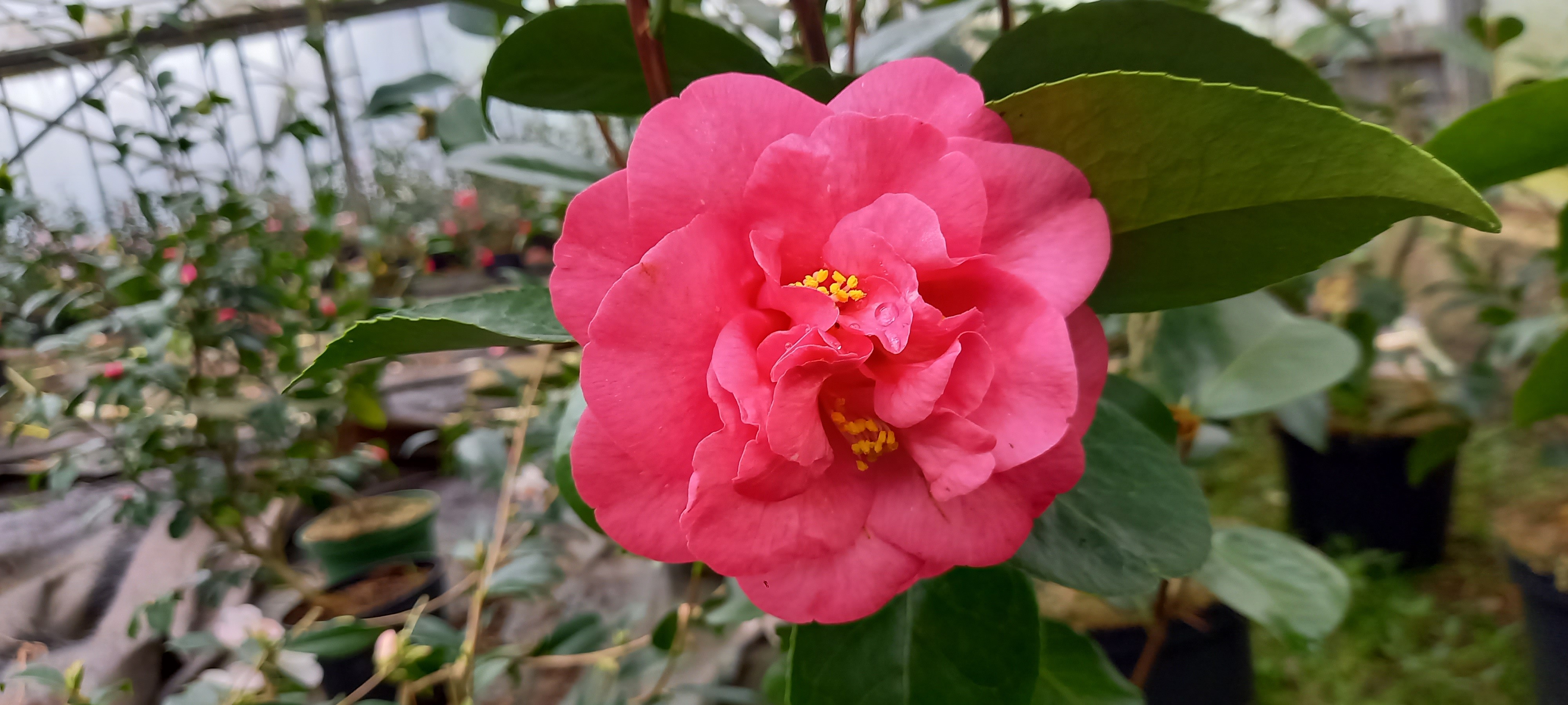 Camellia japonica 'Matuvu'