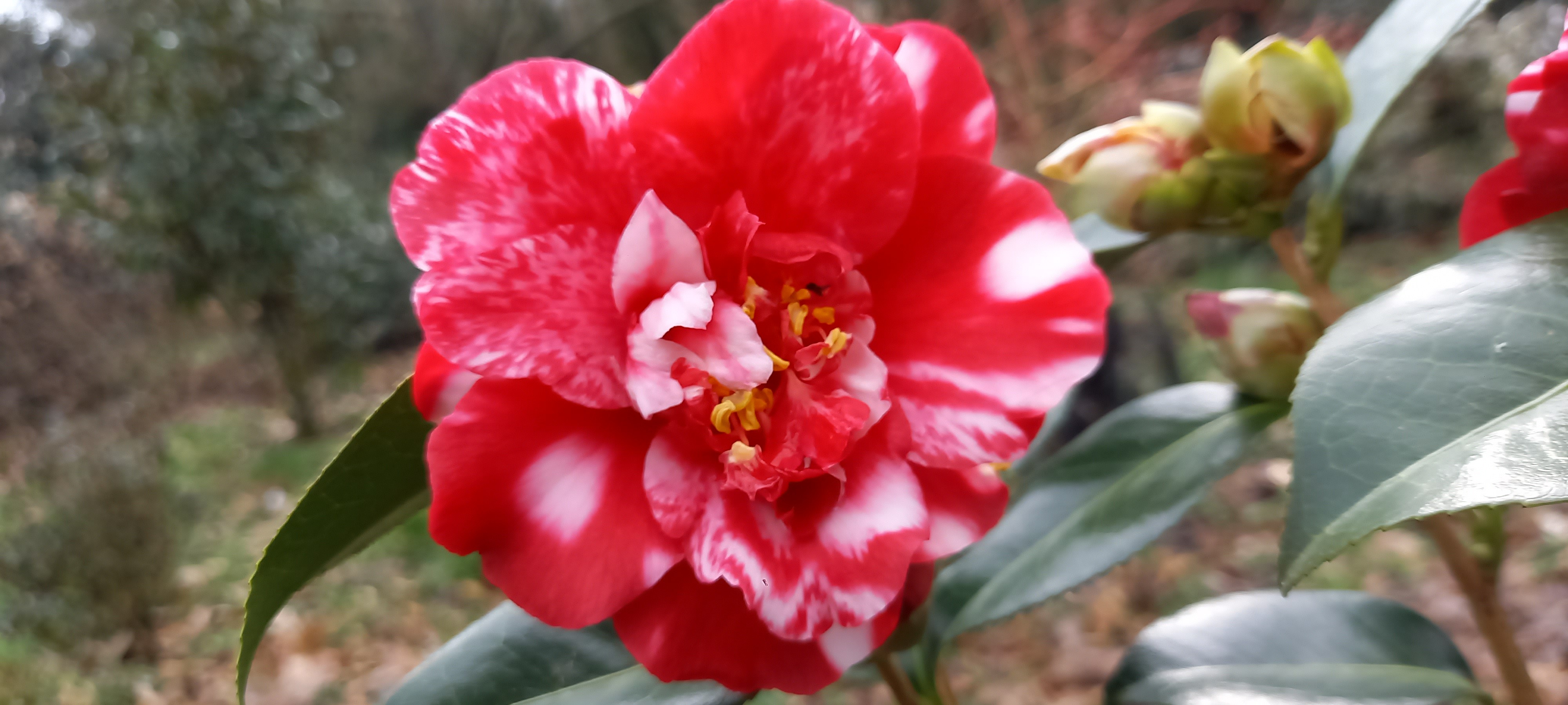Camellia japonica 'Midnight Variegated'