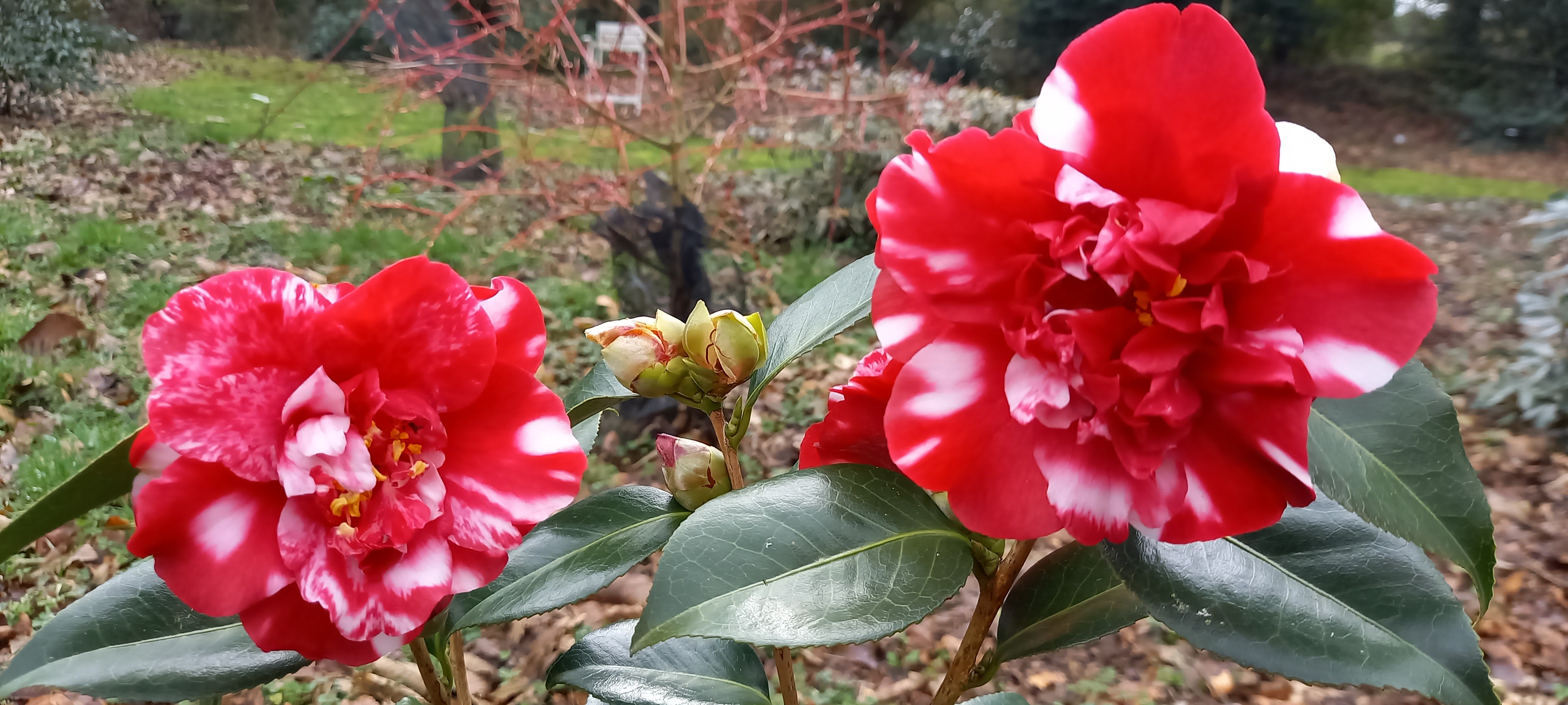 Camellia japonica 'Midnight Variegated'