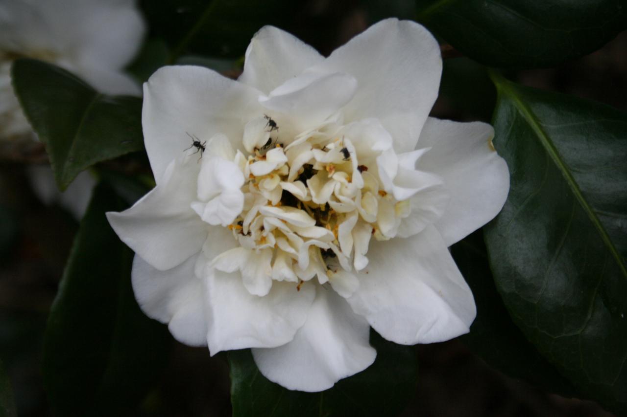 Camellia japonica 'Monsieur Paugam'