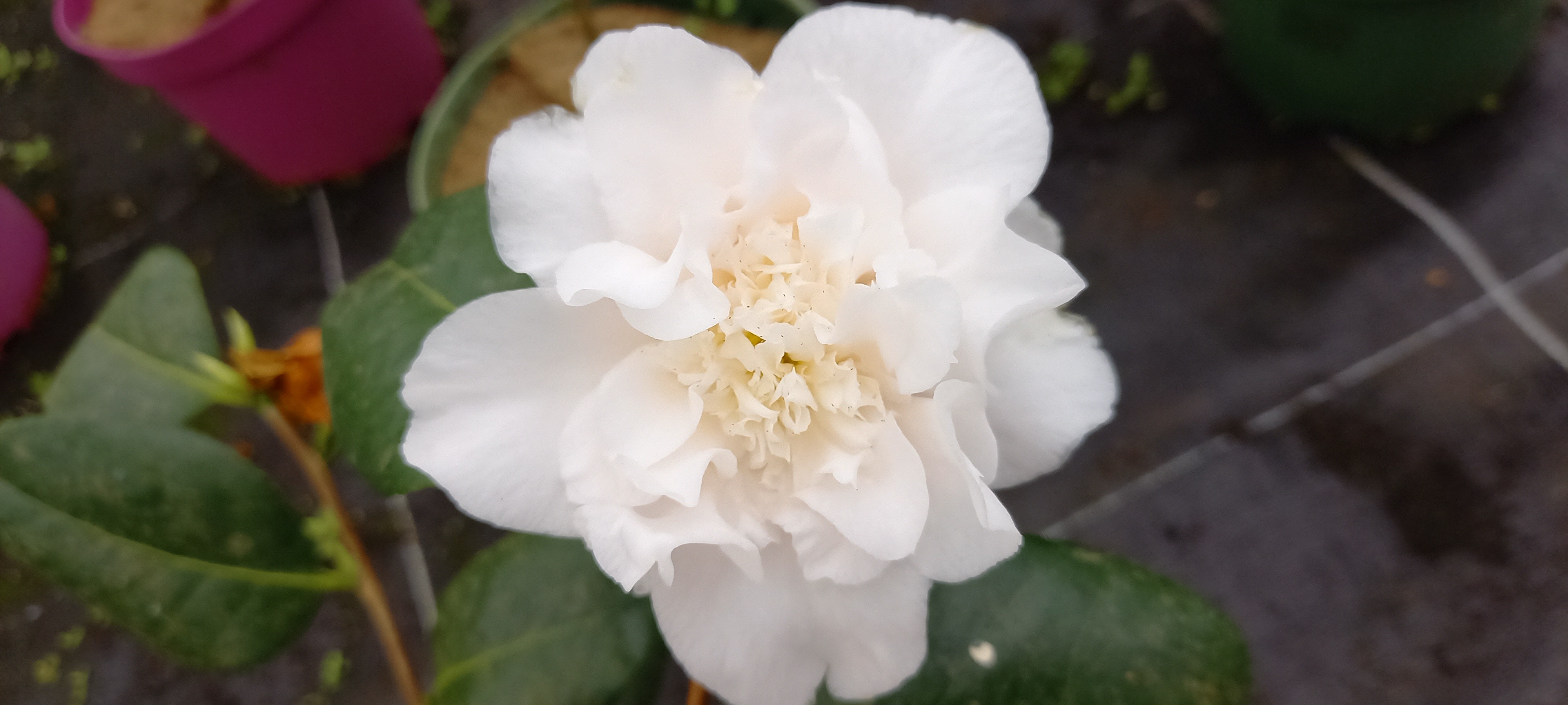 Camellia japonica 'Mont Blanc'