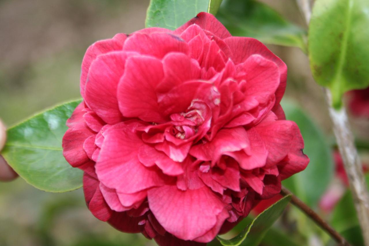 Camellia japonica 'Mrs Charles Cobb'-5-