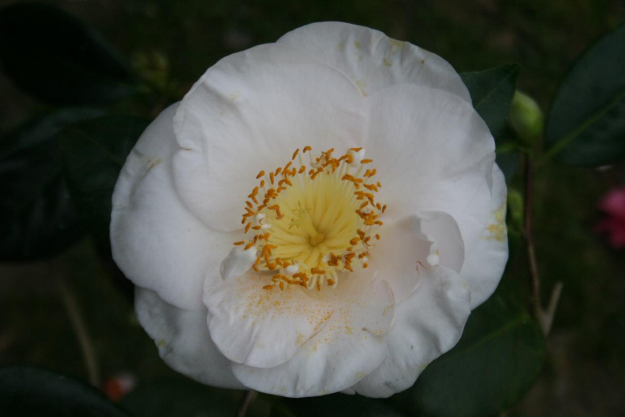 Camellia japonica 'Mrs D.W. Davis'