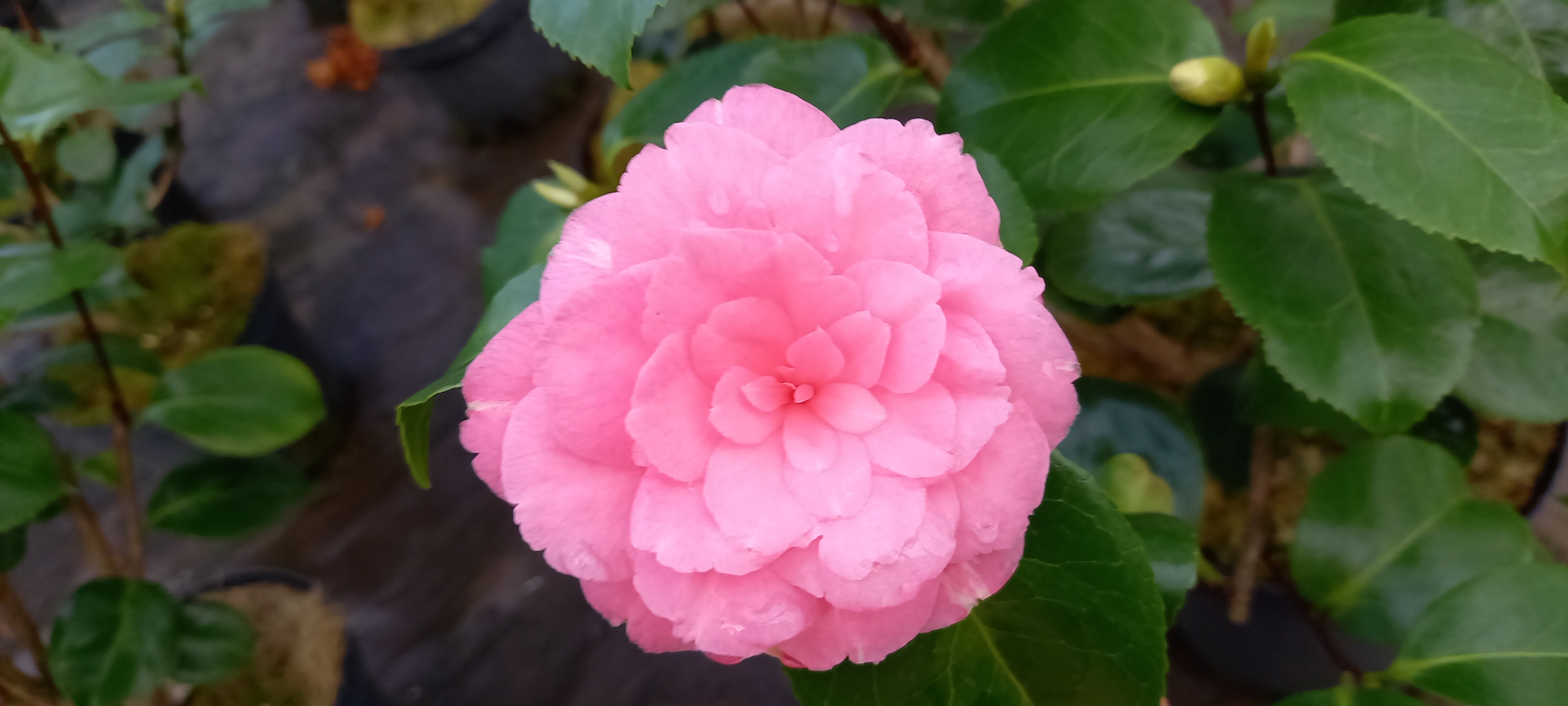 Camellia japonica 'Naya'