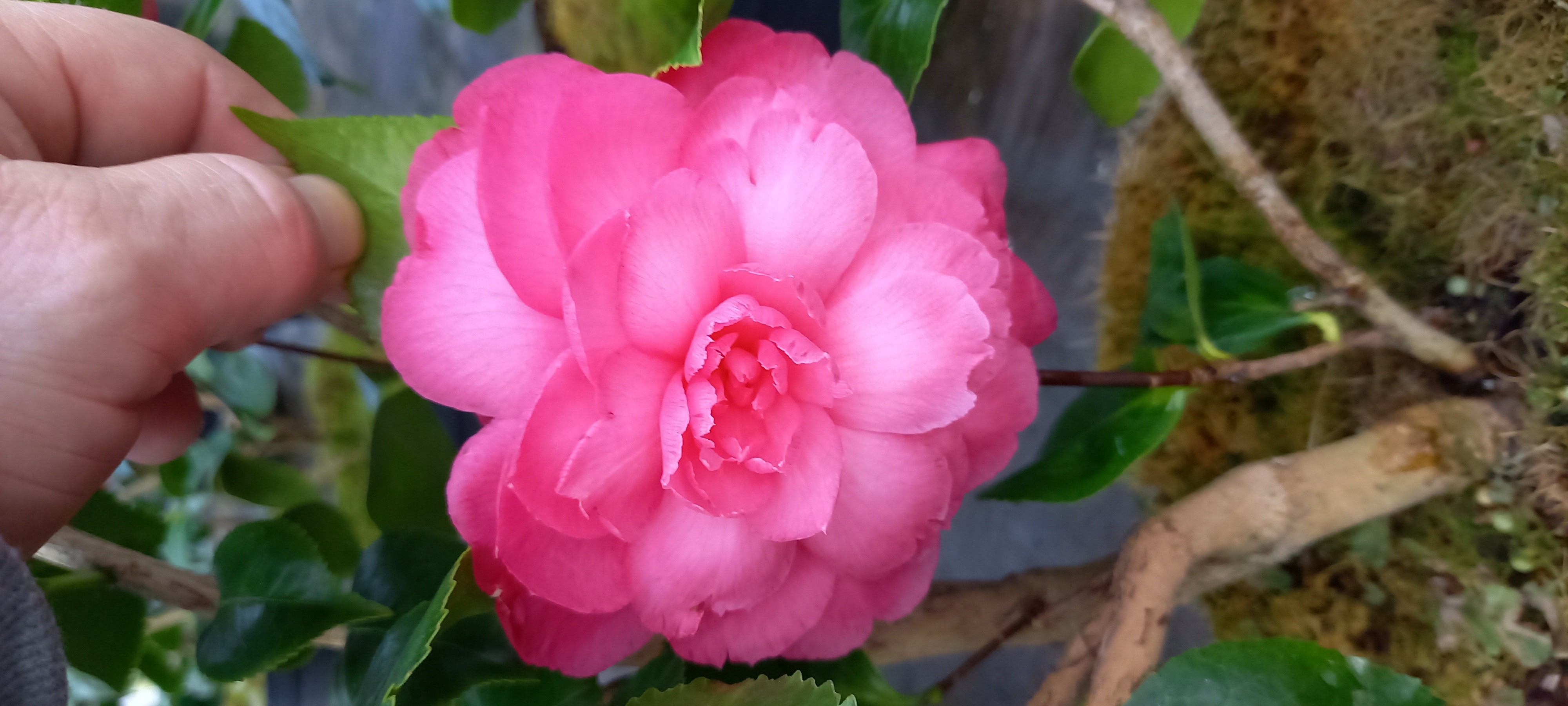 Camellia japonica 'Naya'
