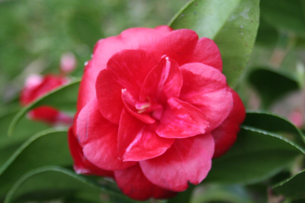 Camellia japonica 'Nigra'-3-