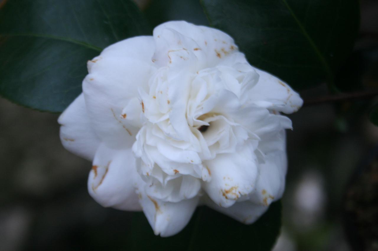 Camellia japonica 'Nobilissima'