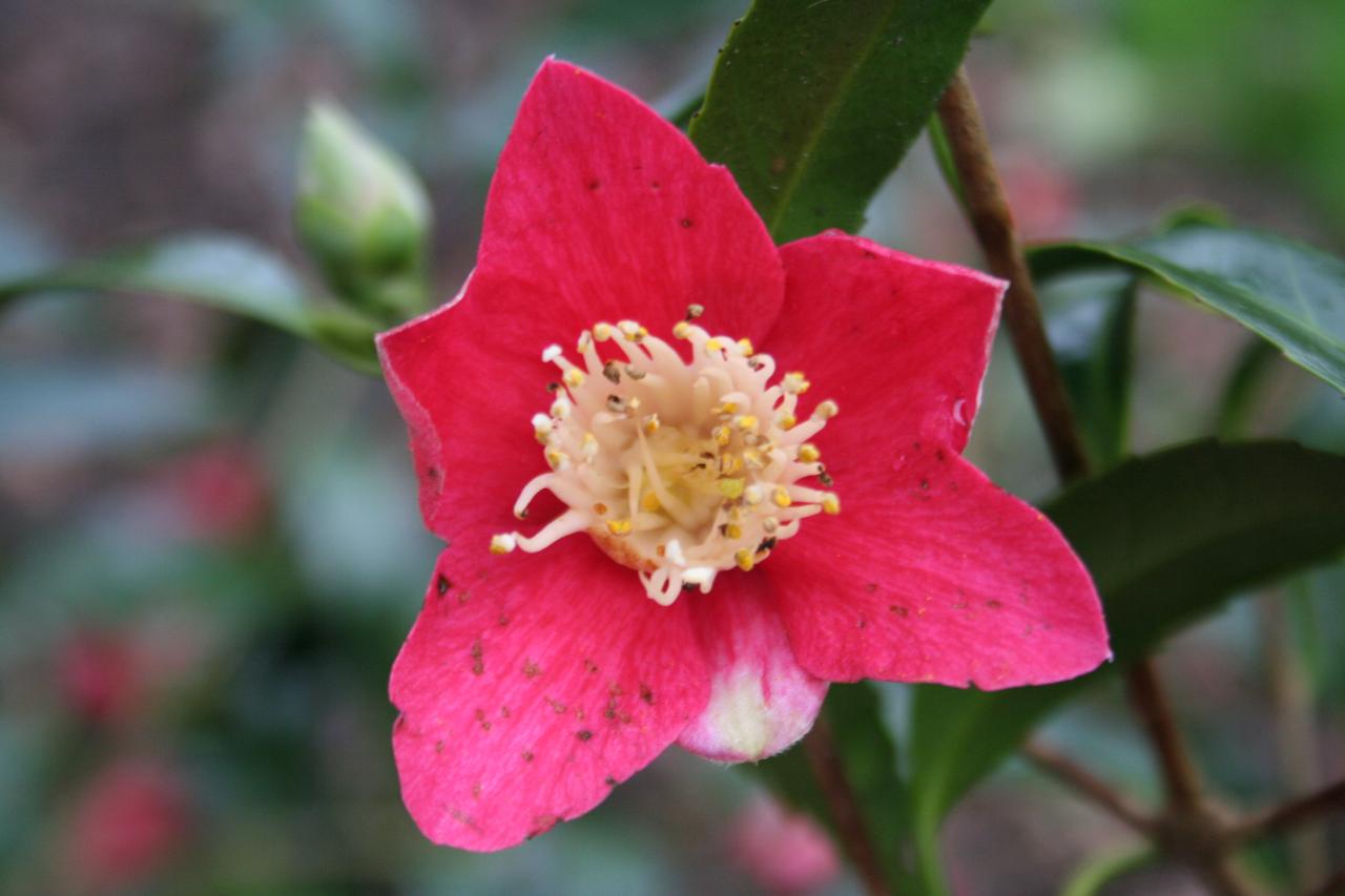 Camellia japonica 'Nokogiriba-tsubaky'-8-