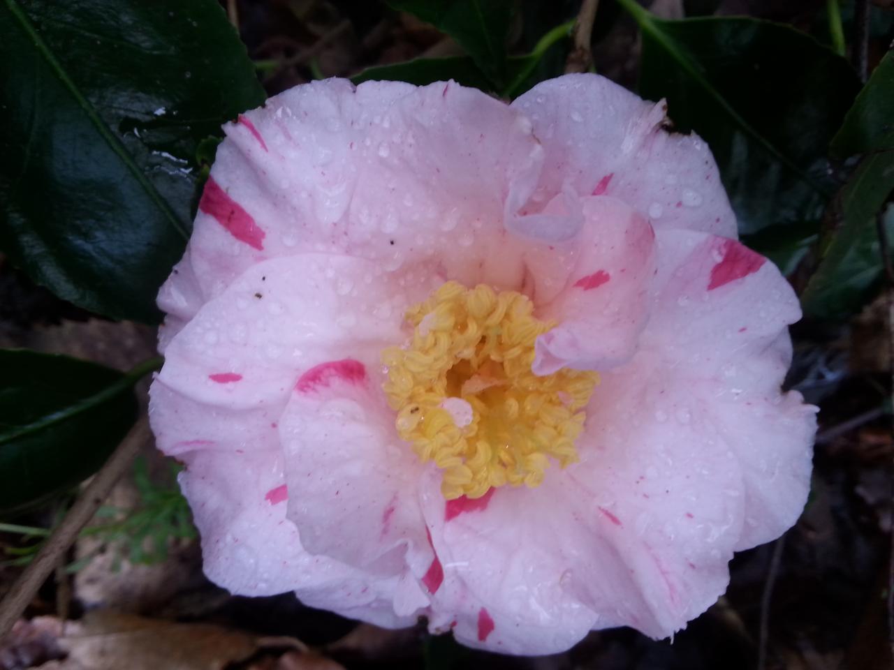Camellia japonica 'non nomné C12' (3)