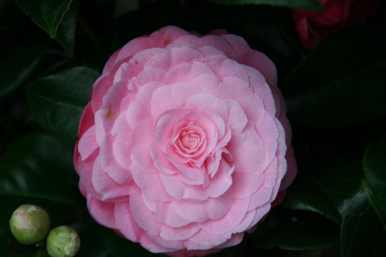 Camellia japonica 'Nuccio's Cameo'-2-