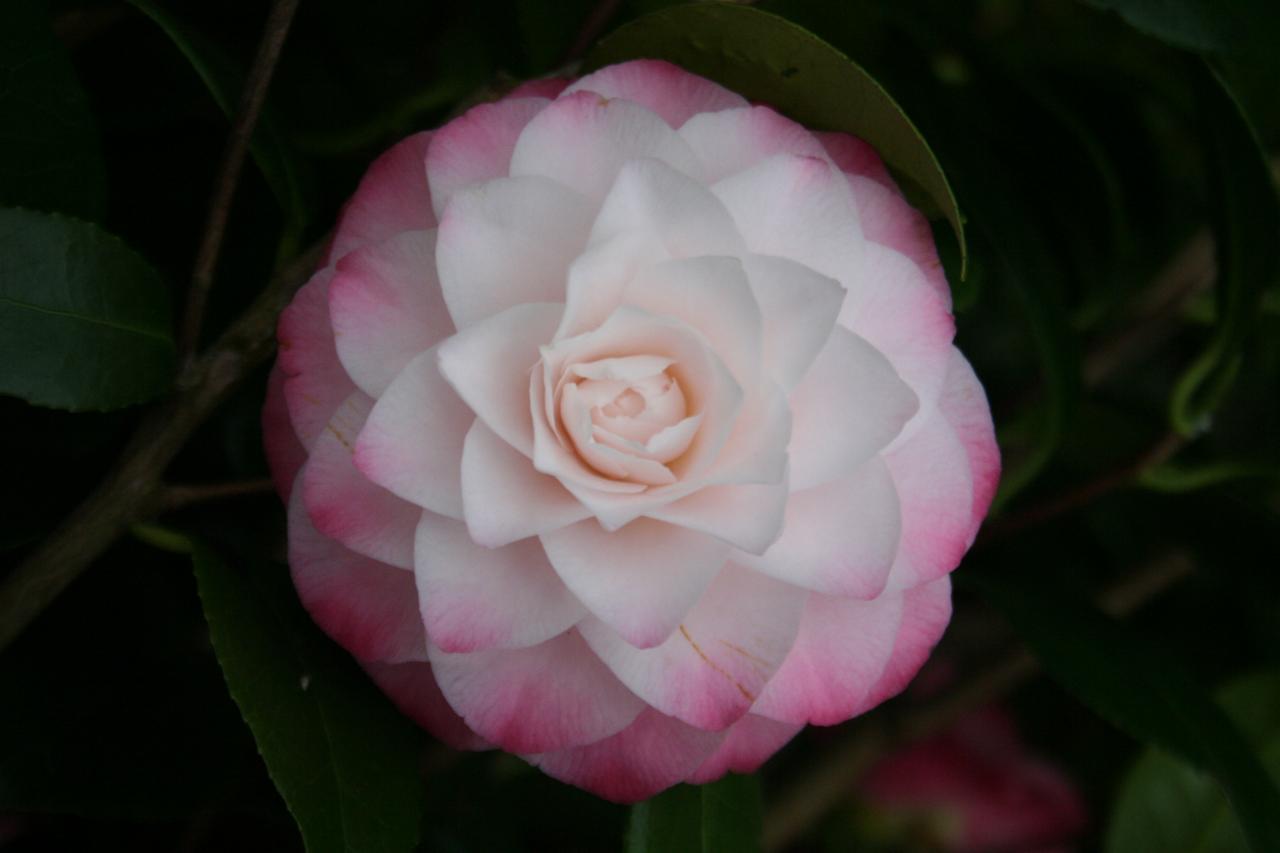 Camellia japonica 'Nuccio's Pearl'