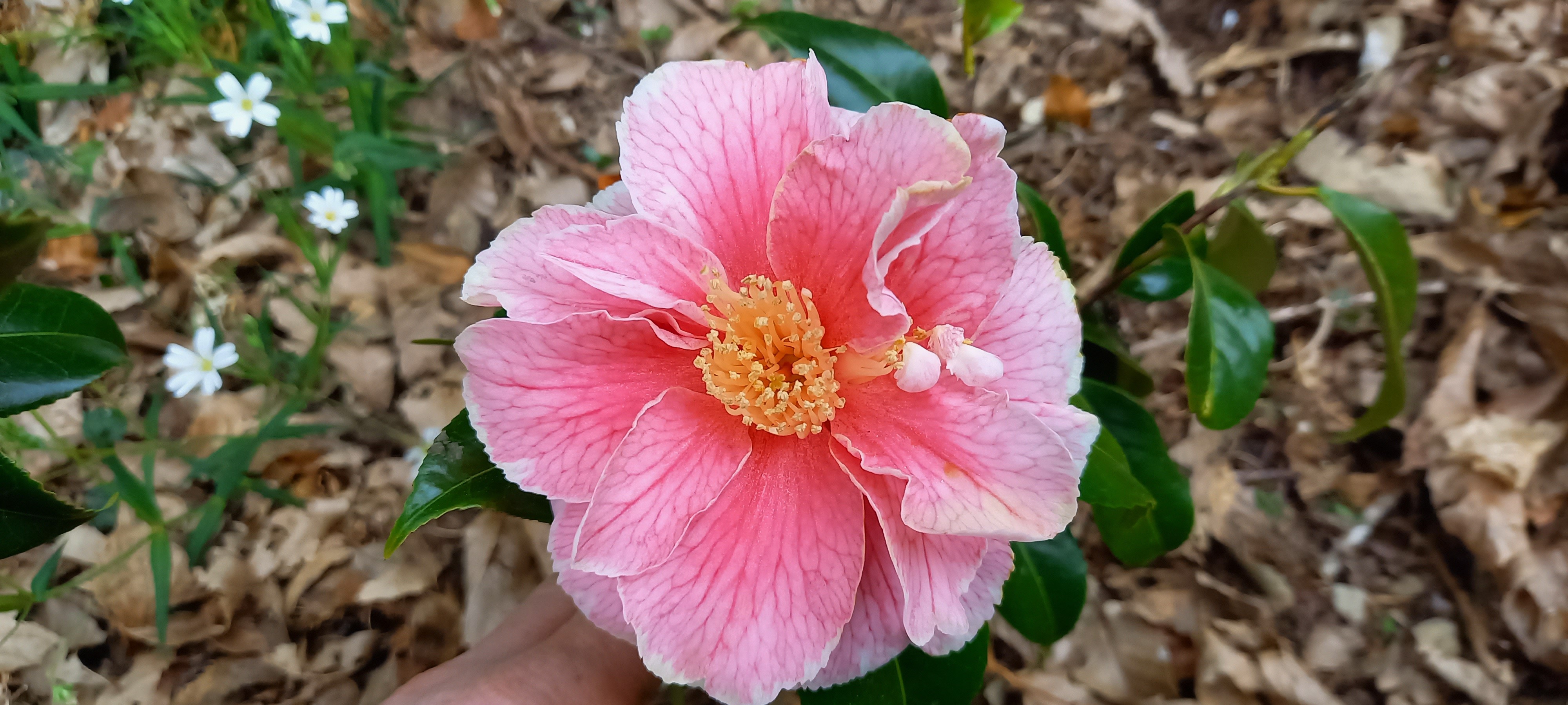 Camellia japonica 'Oo-La-La'
