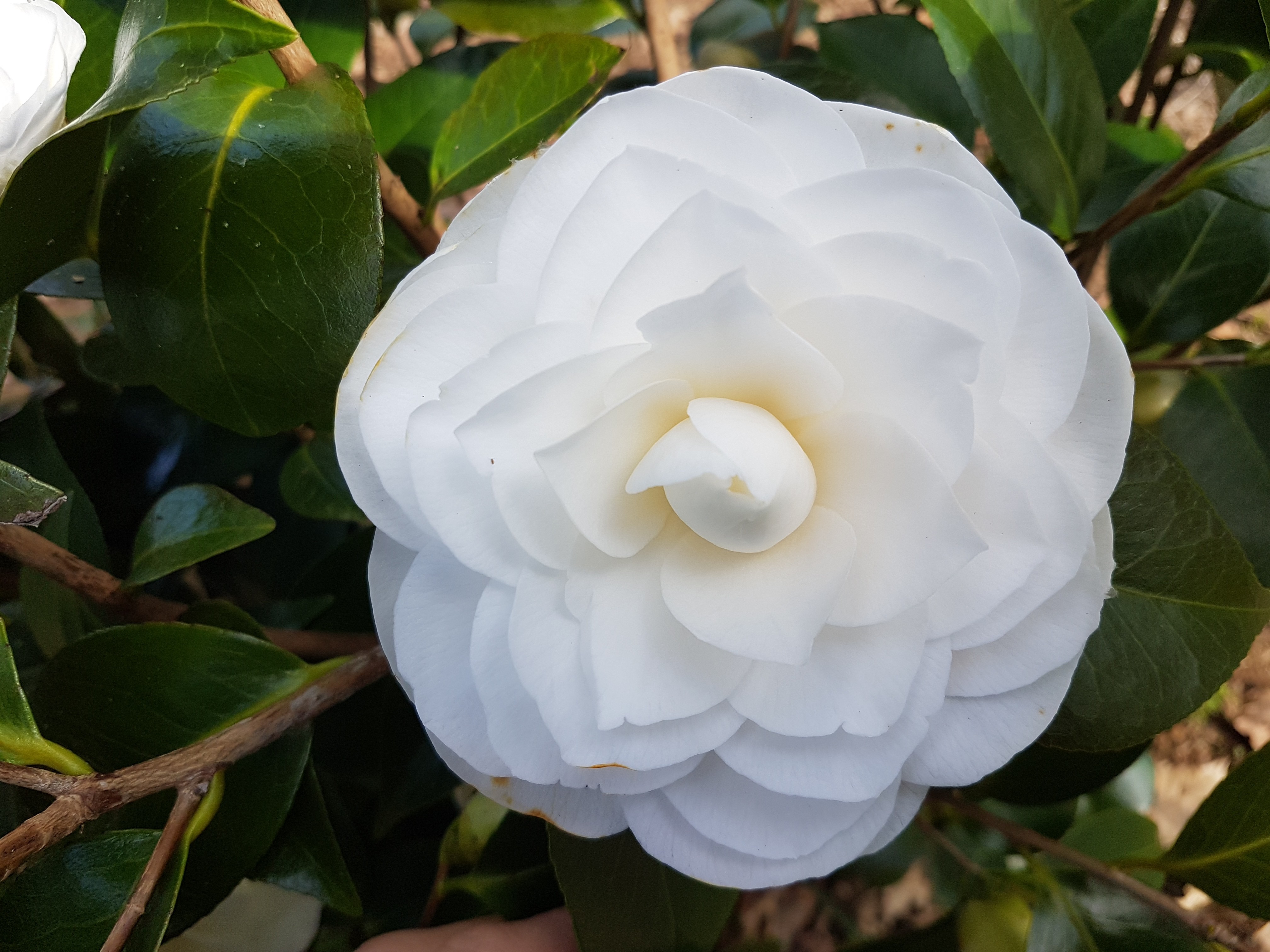Camellia japonica 'Pape Jean XXIII' (4)