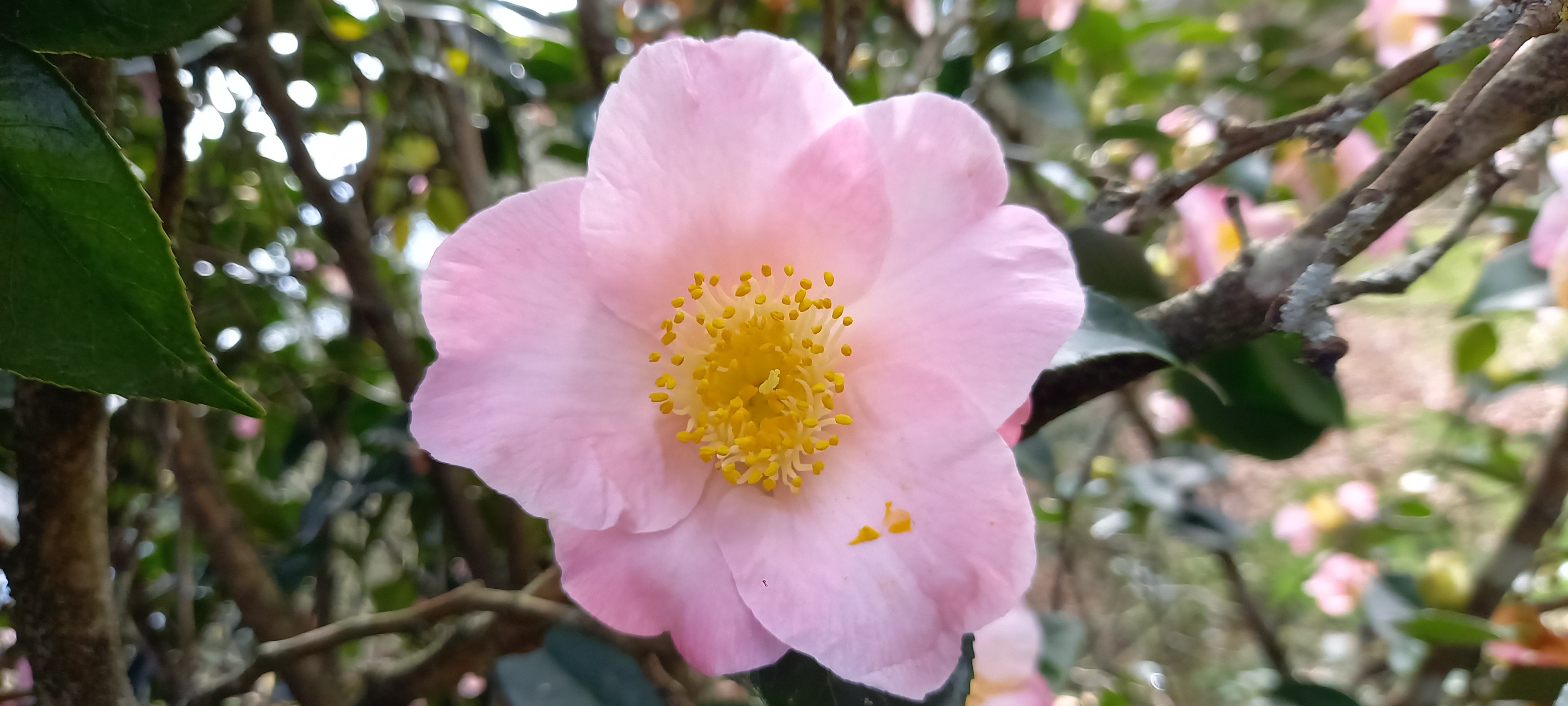 Camellia japonica 'Paul Plantiveau'