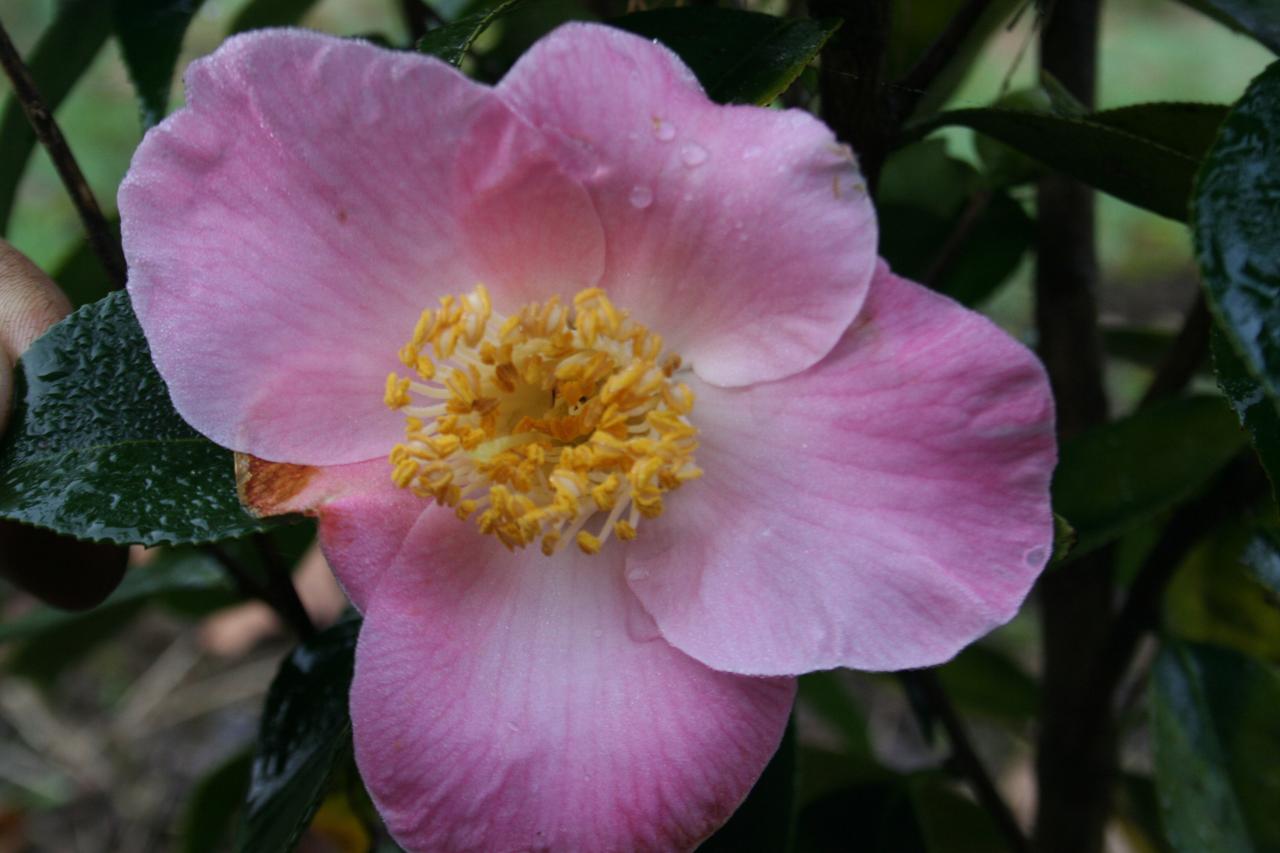 Camellia japonica 'Paul Plantiveau'
