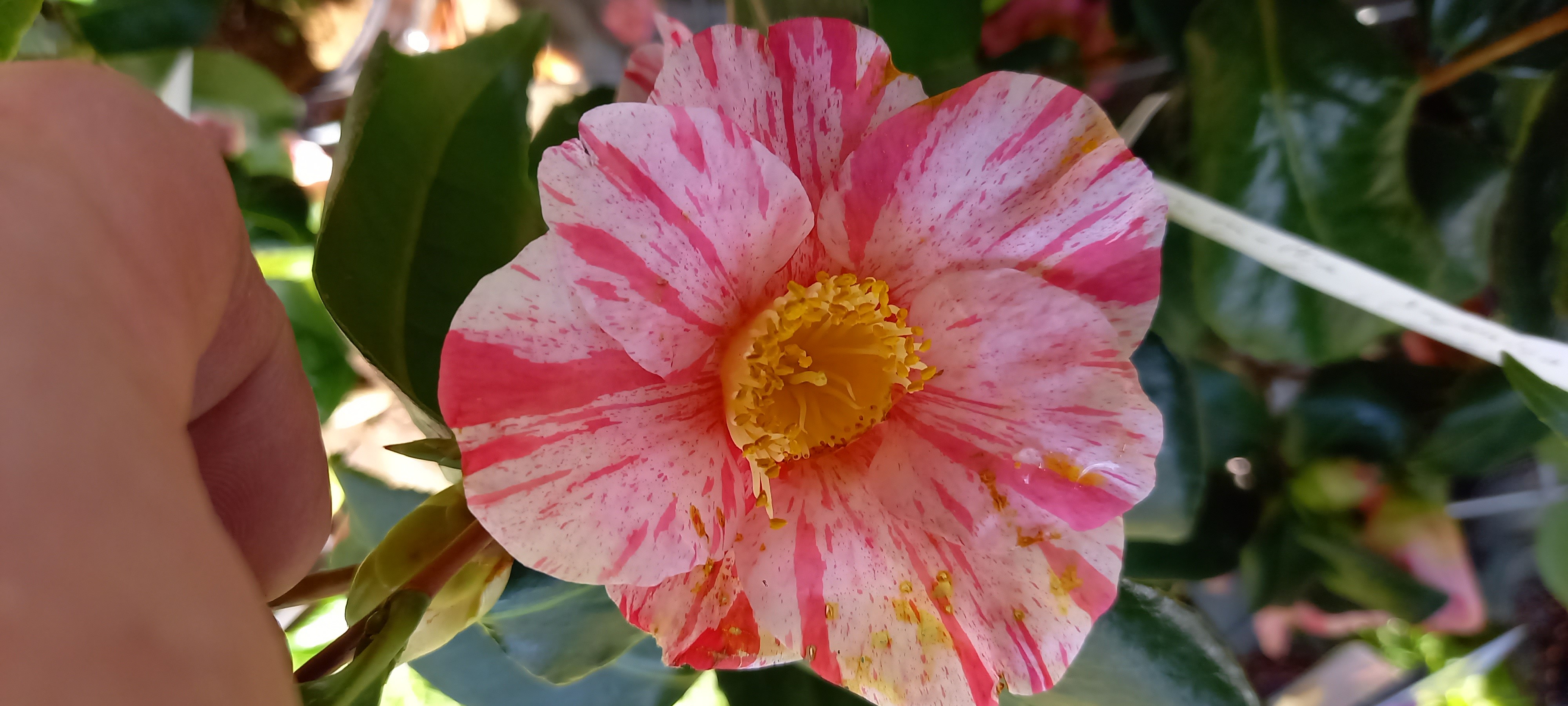 Camellia japonica 'Perle de l'Odet'