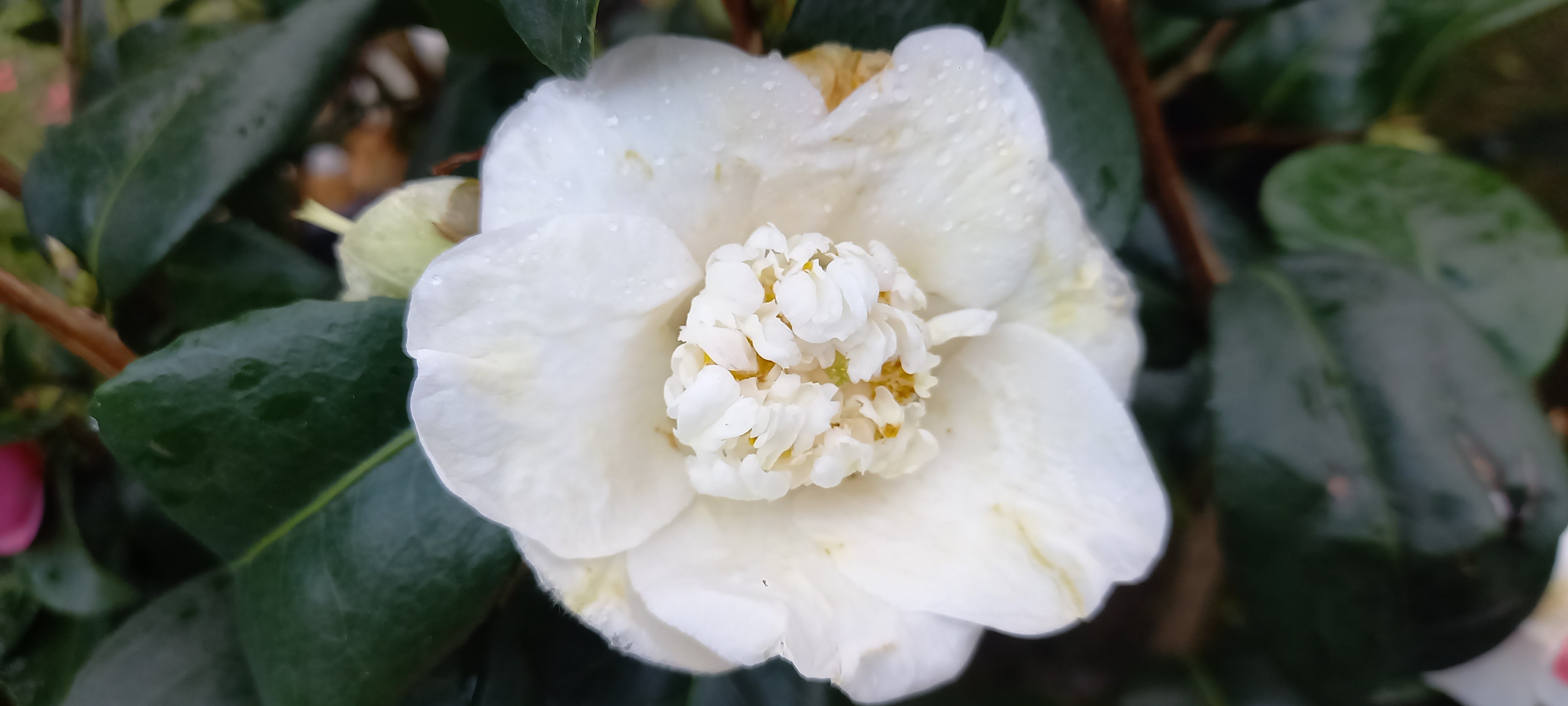 Camellia japonica 'Pluguffan'