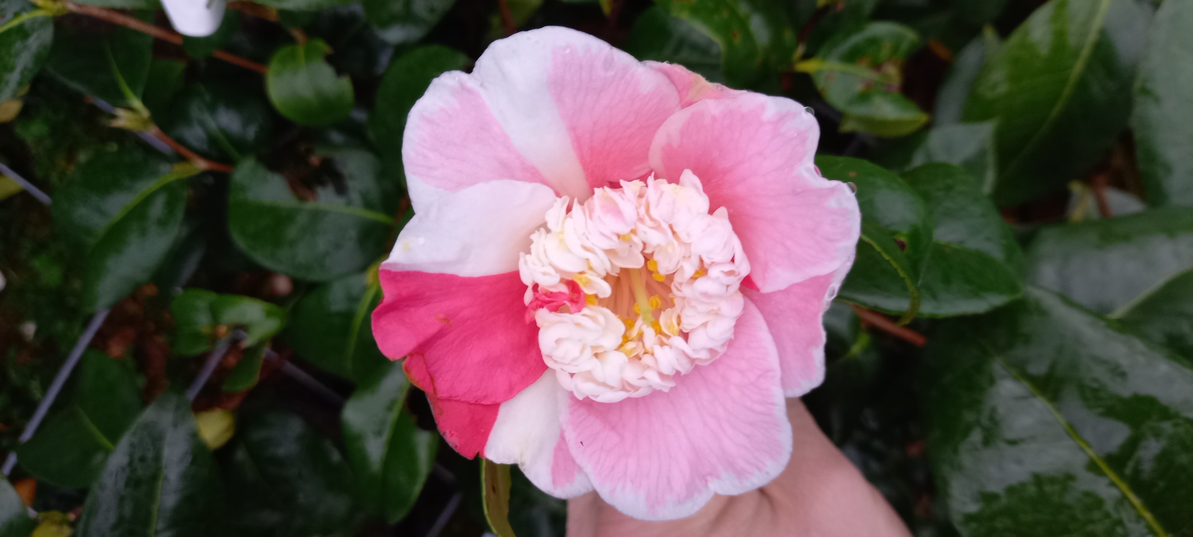 Camellia japonica 'Pluguffan'