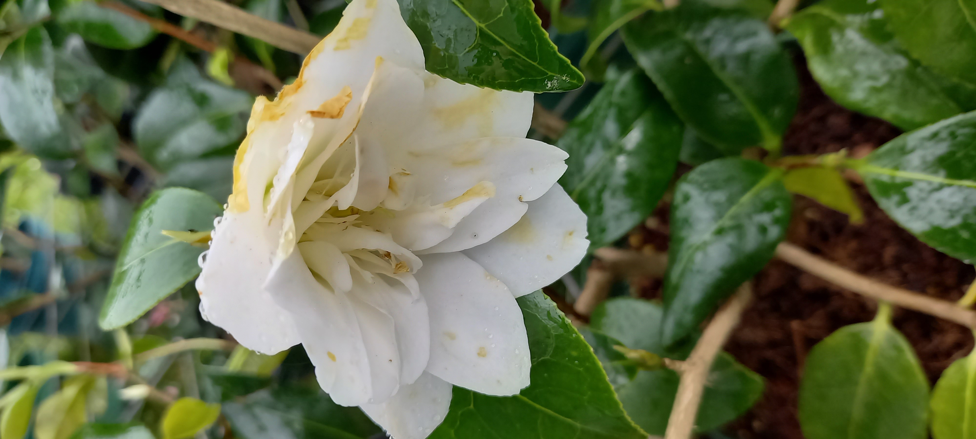 Camellia japonica 'Pukekura'