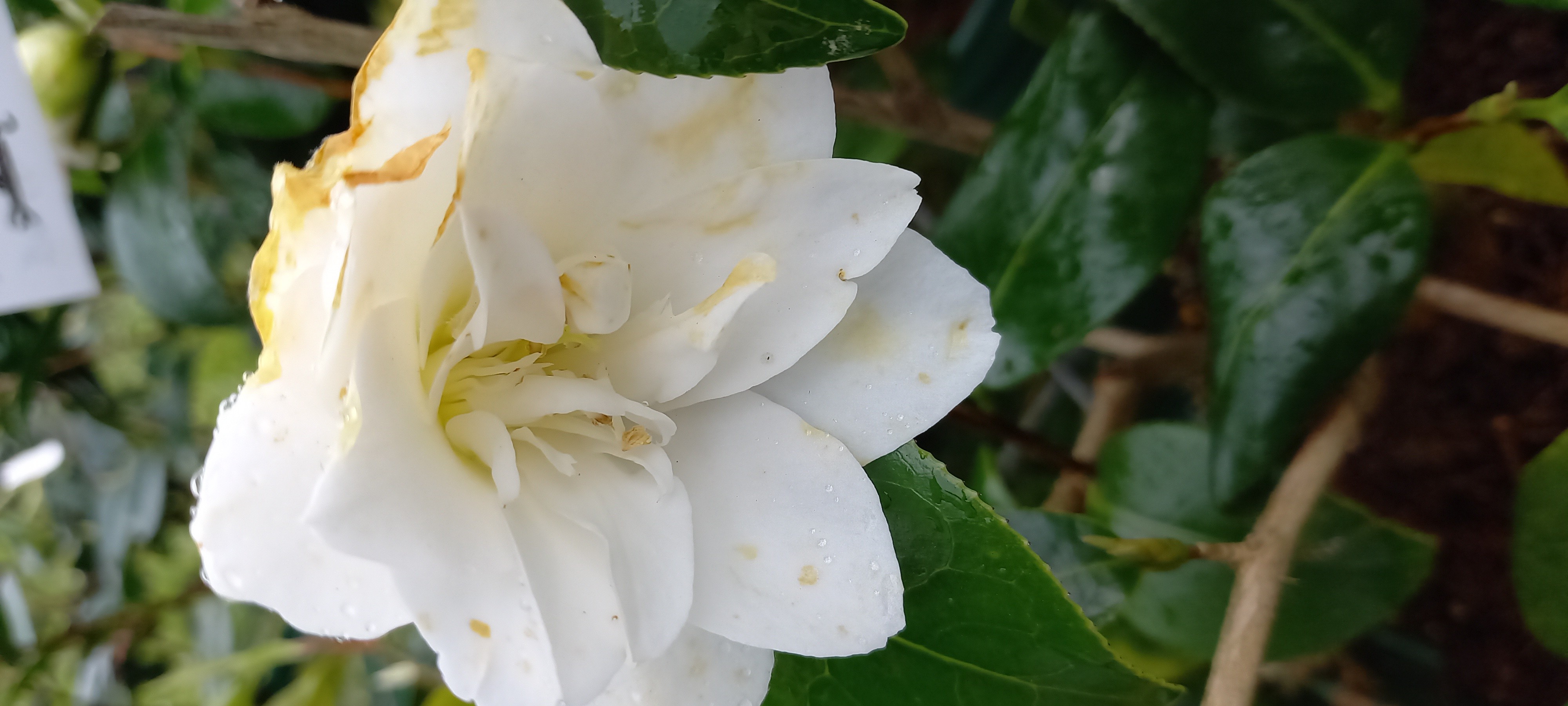 Camellia japonica 'Pukekura'