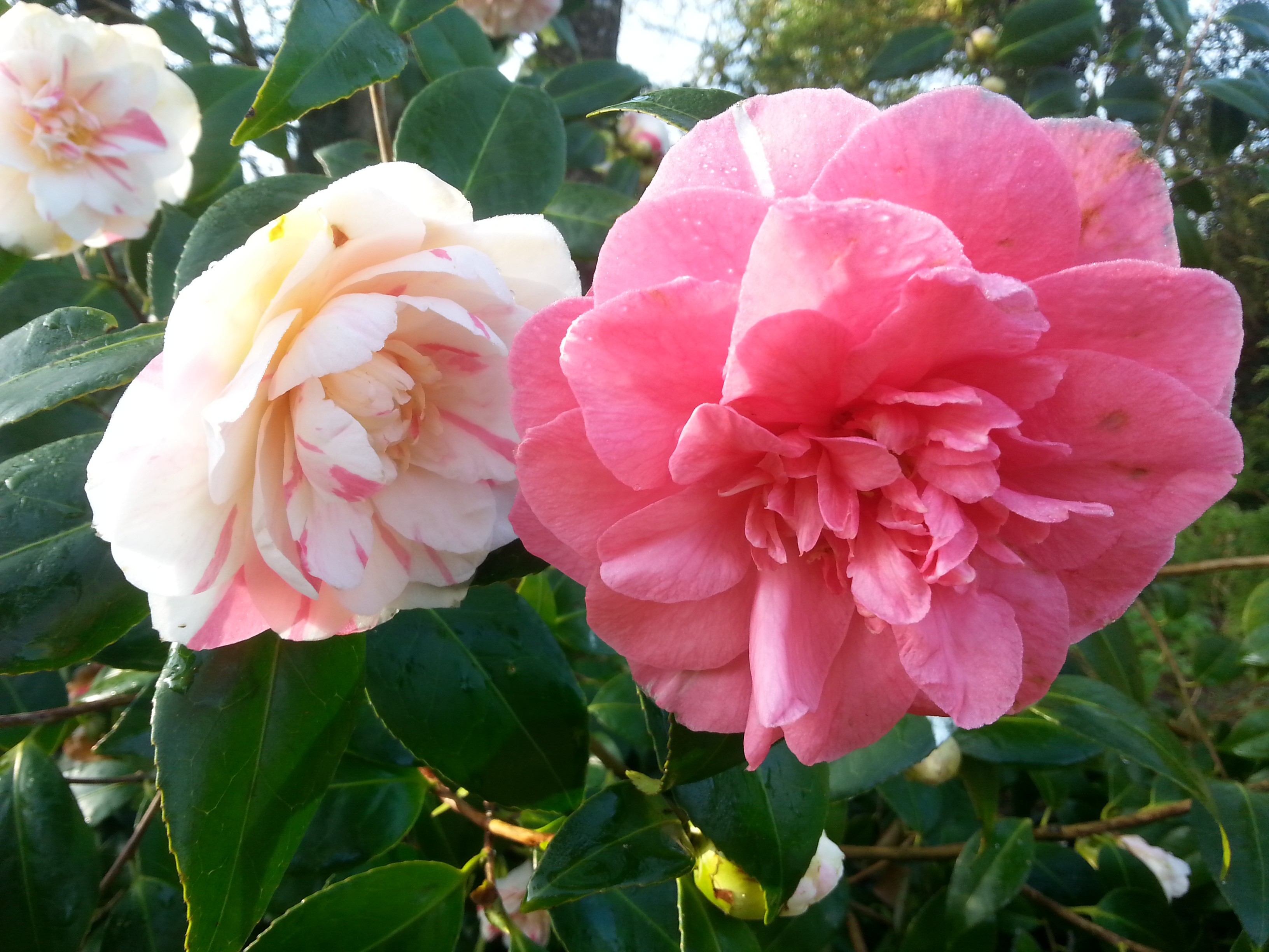 Camellia japonica 'Raspberry Ripple'