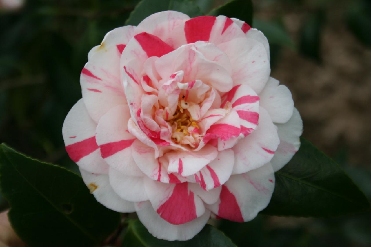 Camellia japonica 'Raspberry Ripple'