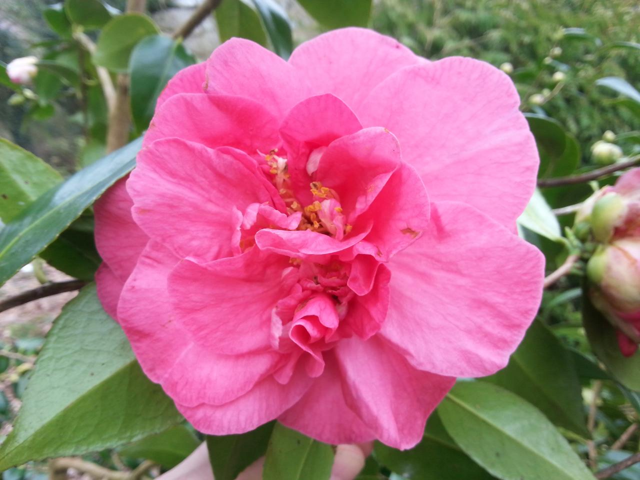 Camellia japonica 'Raspberry Ripple' le papa qui ressort!