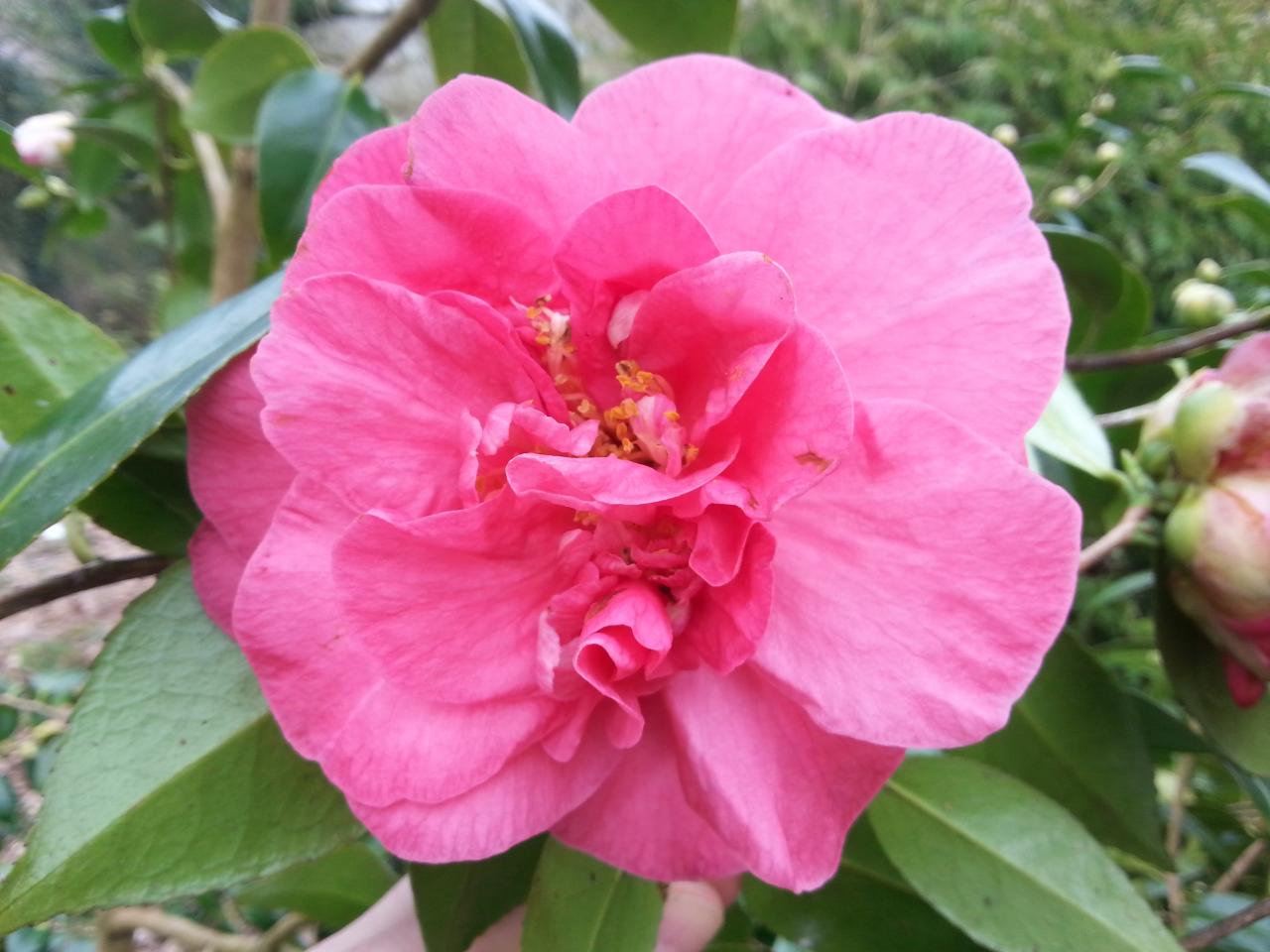 Camellia japonica 'Raspberry Ripple' le papa qui ressort!