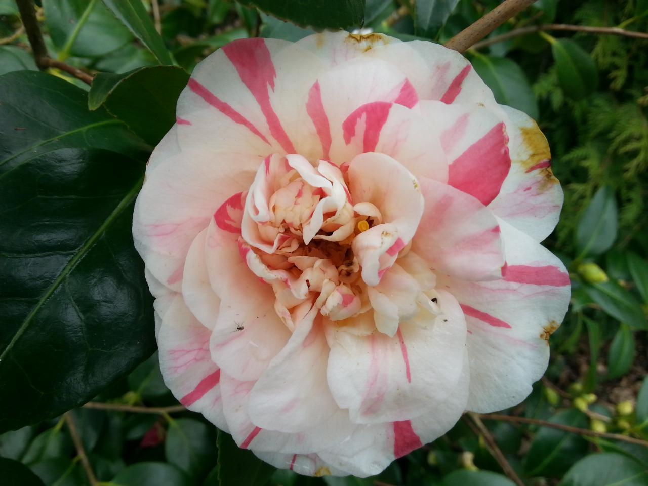 Camellia japonica 'Raspberry Ripple'