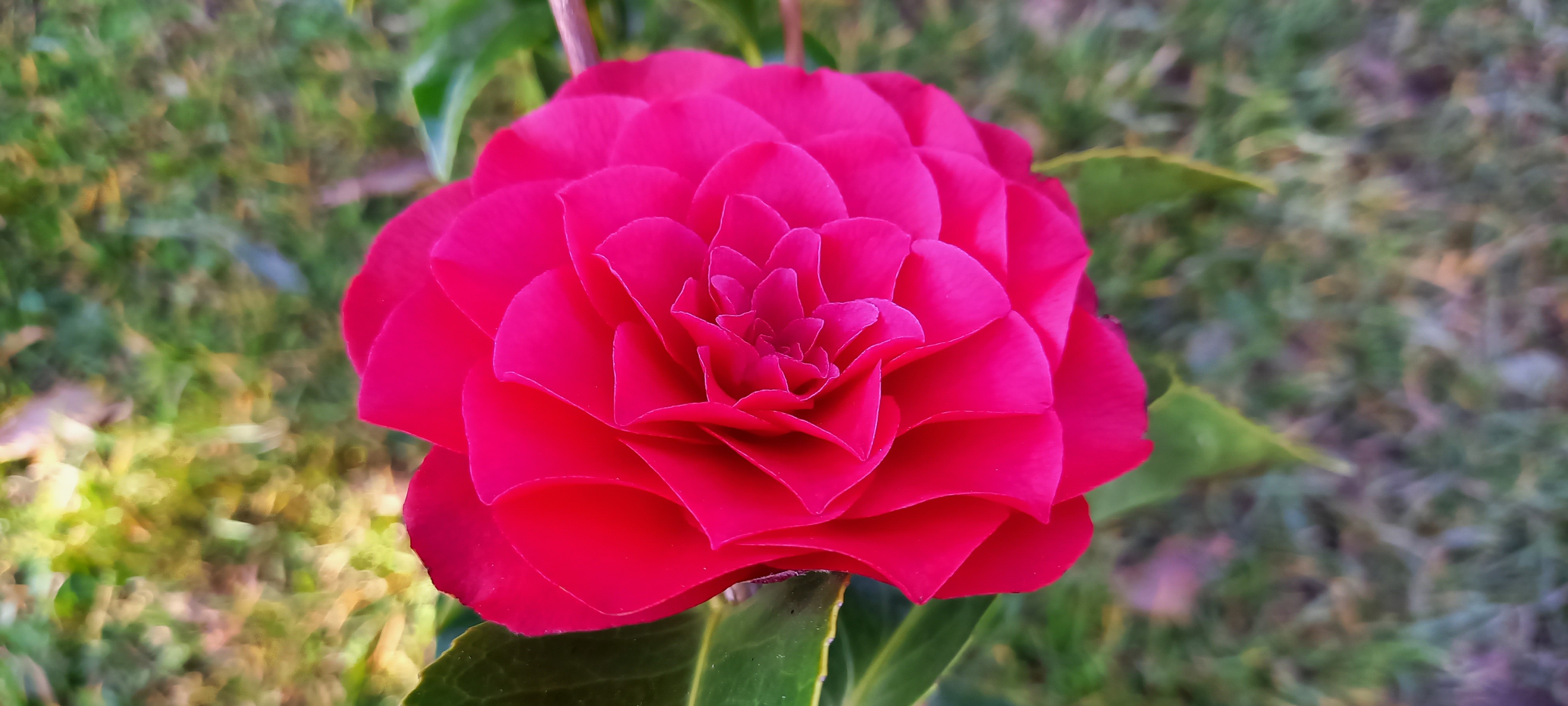 Camellia japonica 'Roger Hall'