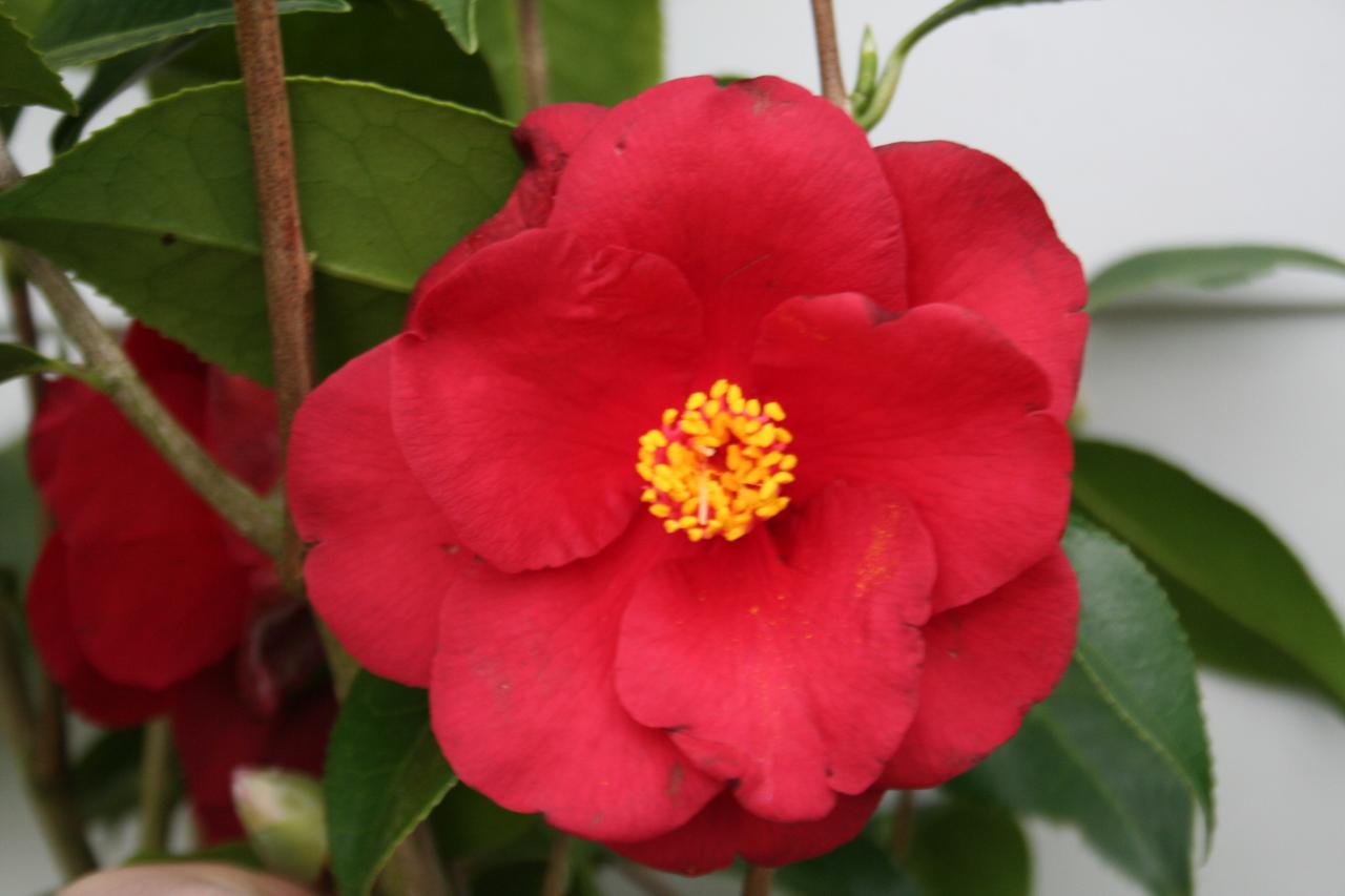 Camellia japonica 'Royal Velvet'