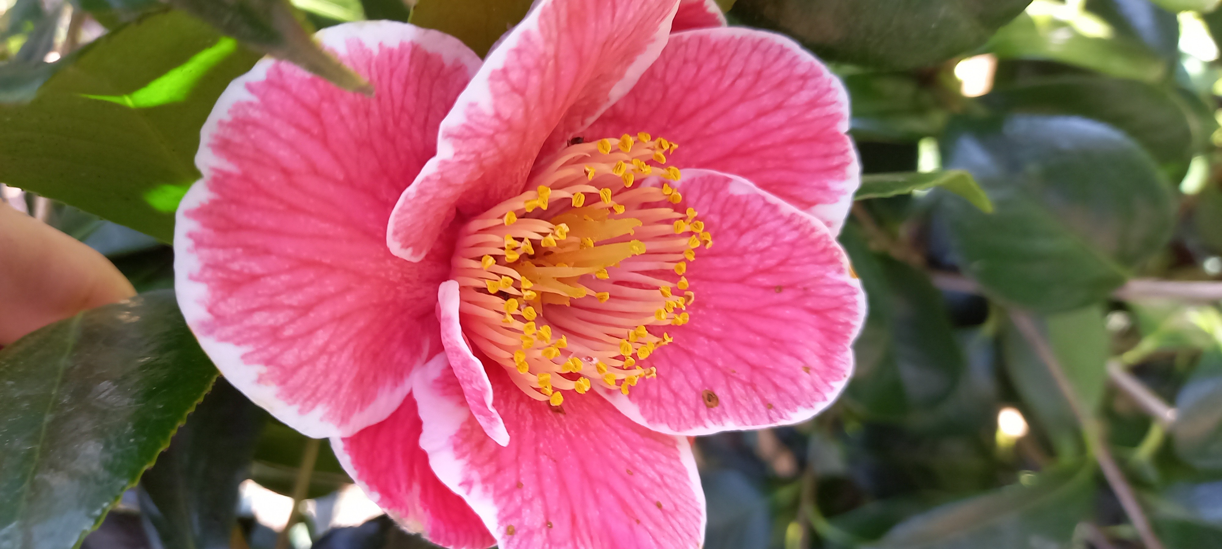 Camellia japonica 'Sanpei-tsubaki'