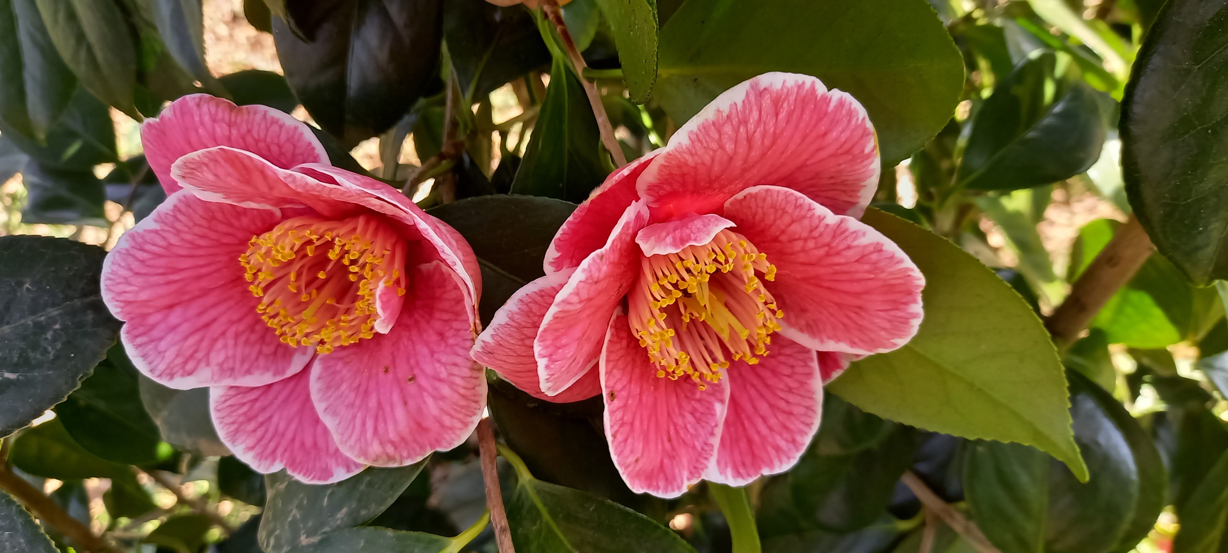 Camellia japonica 'Sanpei-tsubaki'