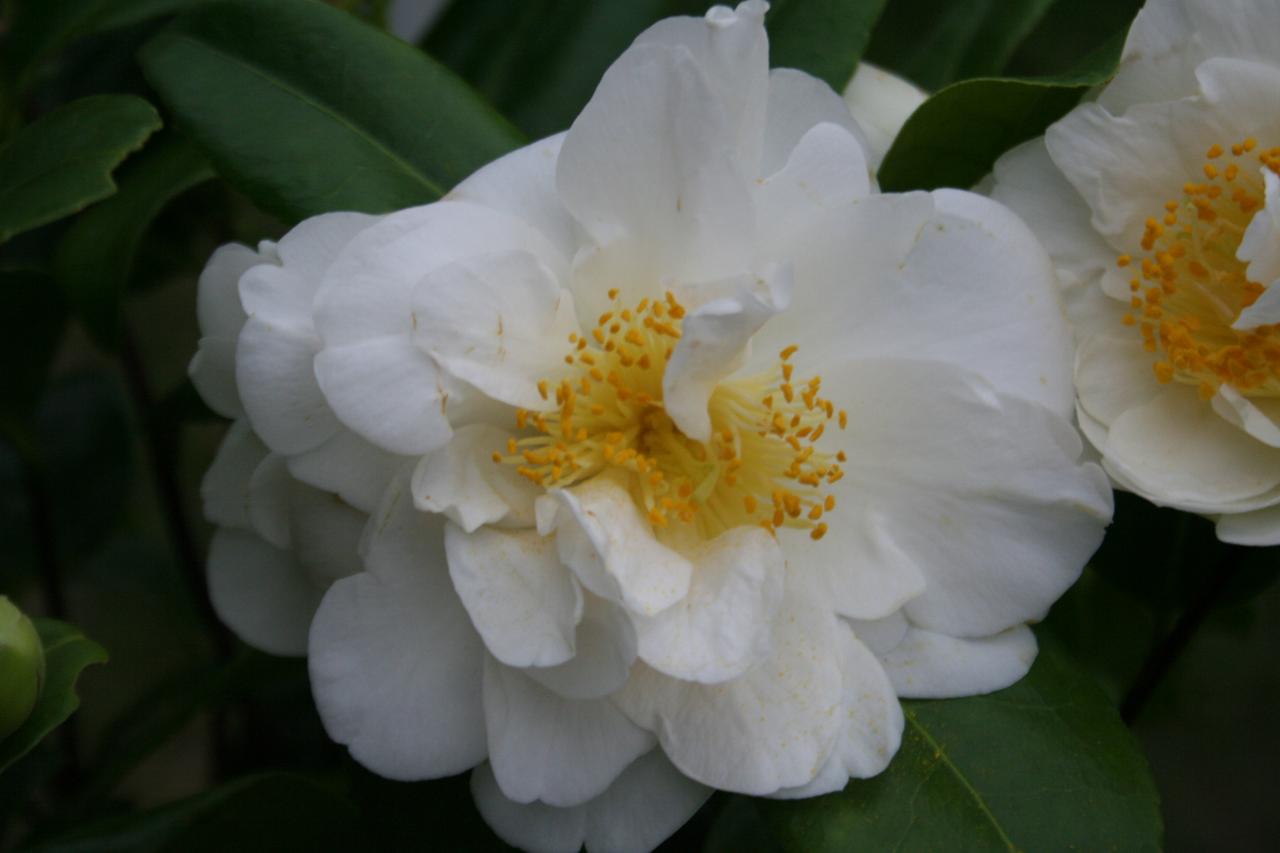 Camellia japonica 'Silver Anniversary'