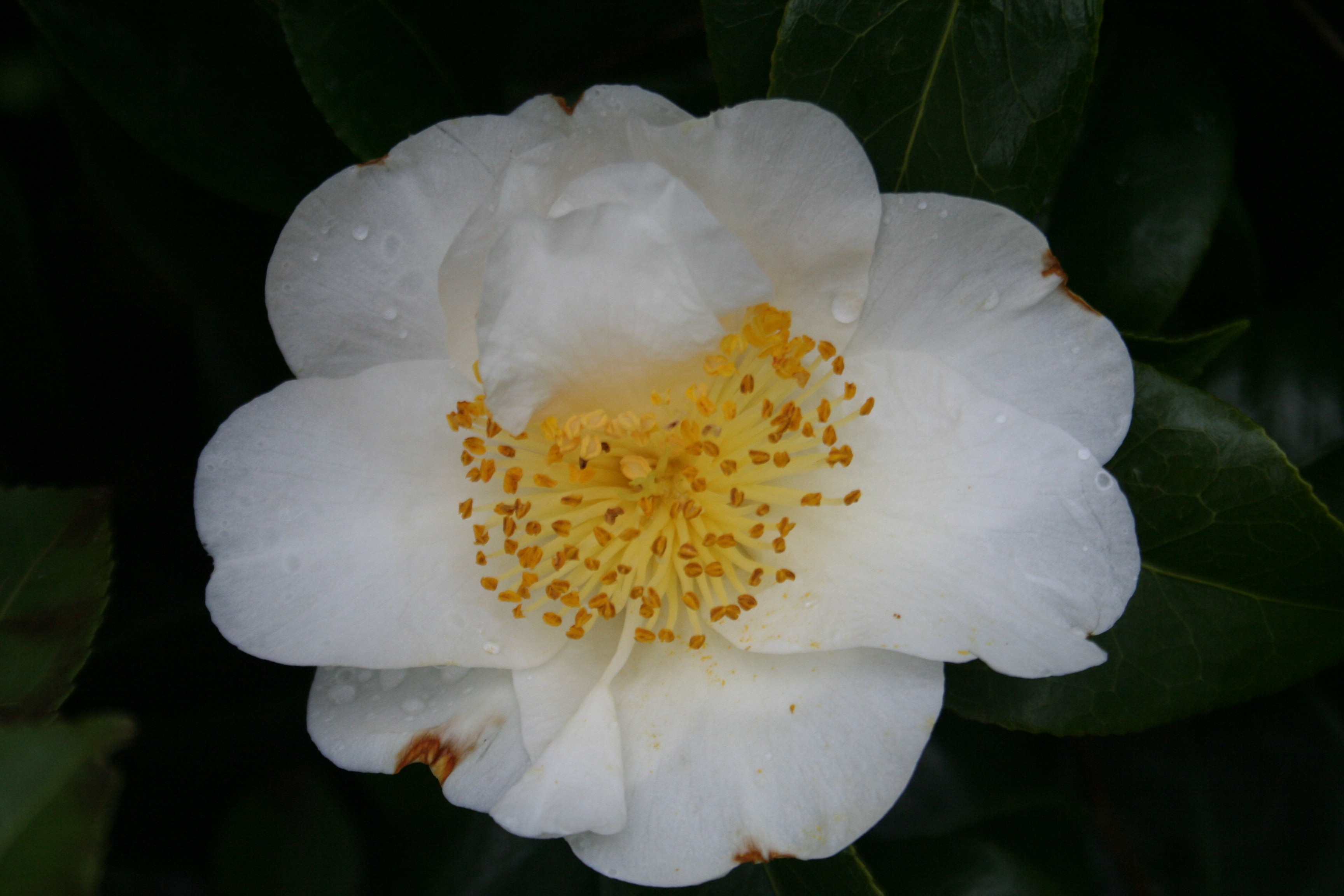 Camellia japonica 'Silver Waves'