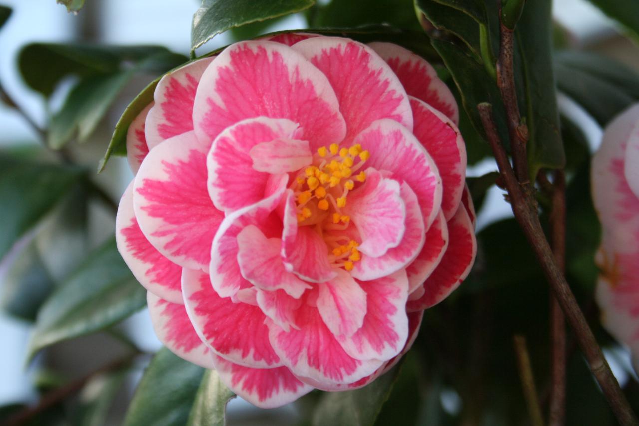 Camellia japonica 'Souvenir de Henry Guichard'