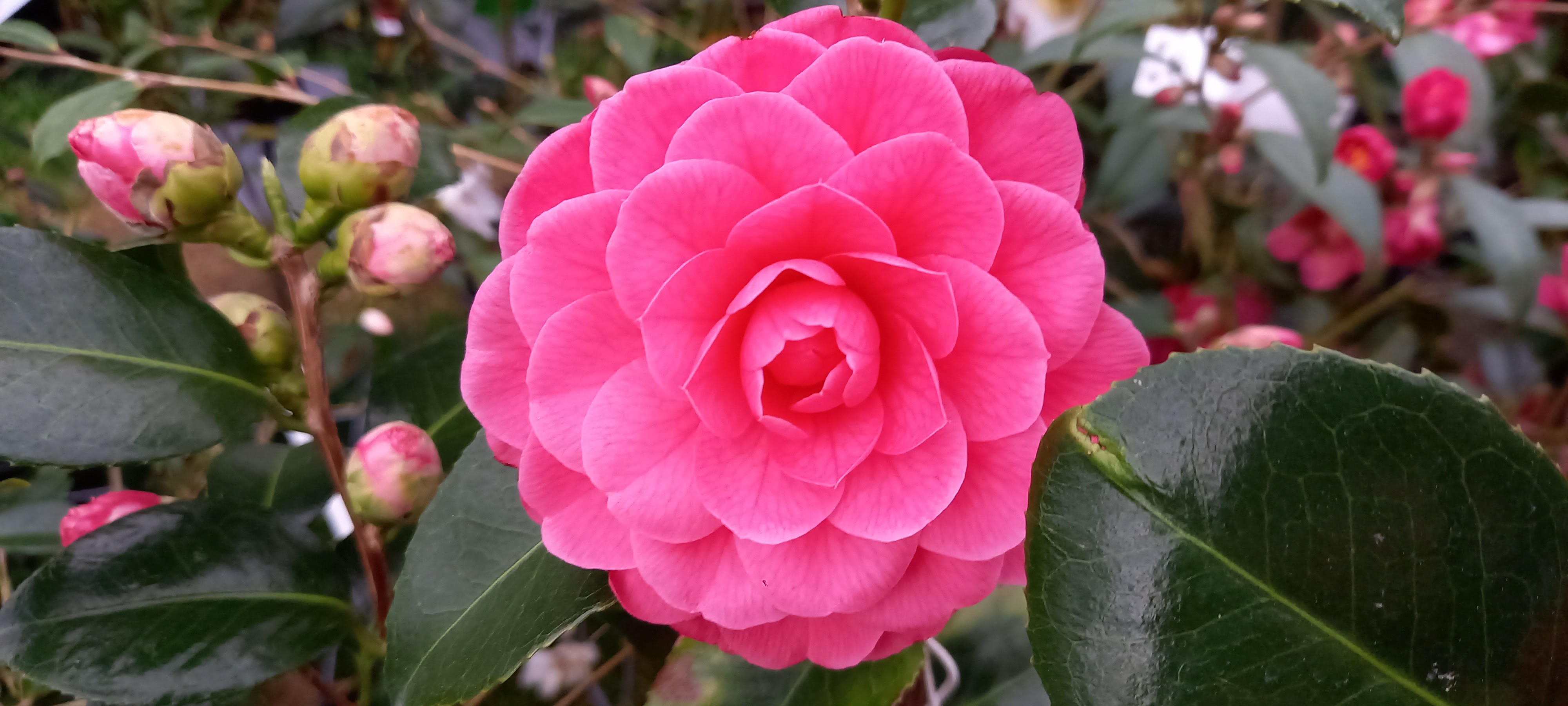 Camellia japonica 'Spring Formal'