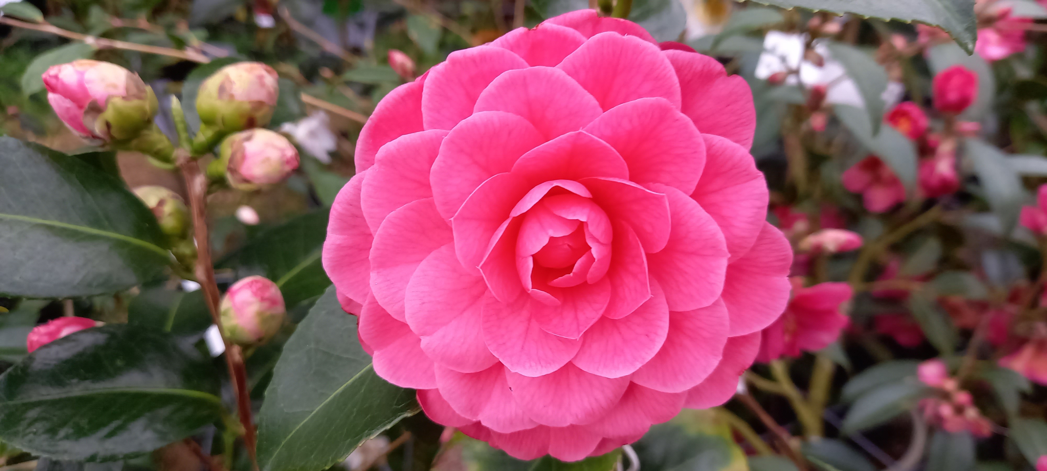 Camellia japonica 'Spring Formal'