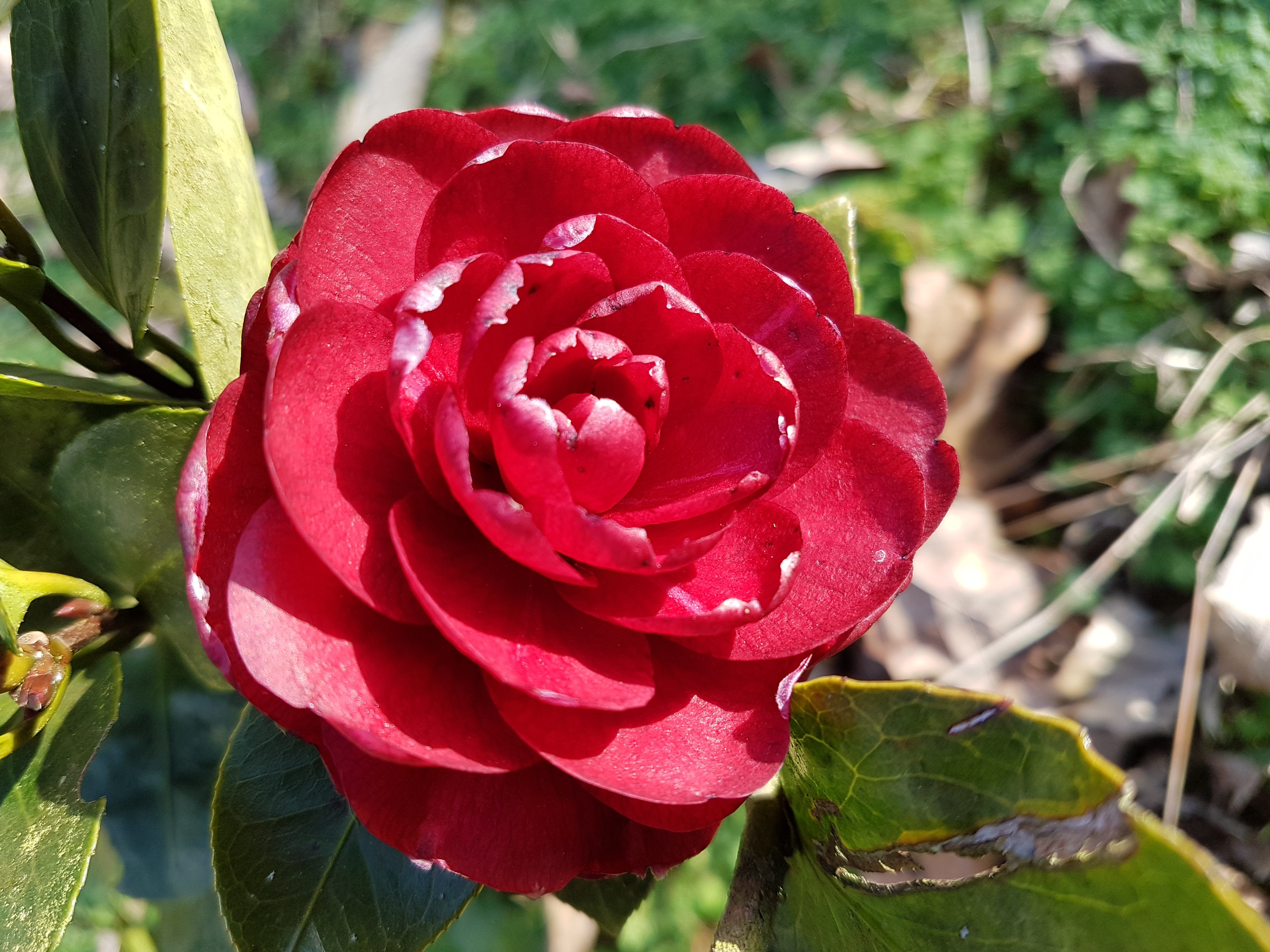 Camellia japonica 'Spring Ruby'