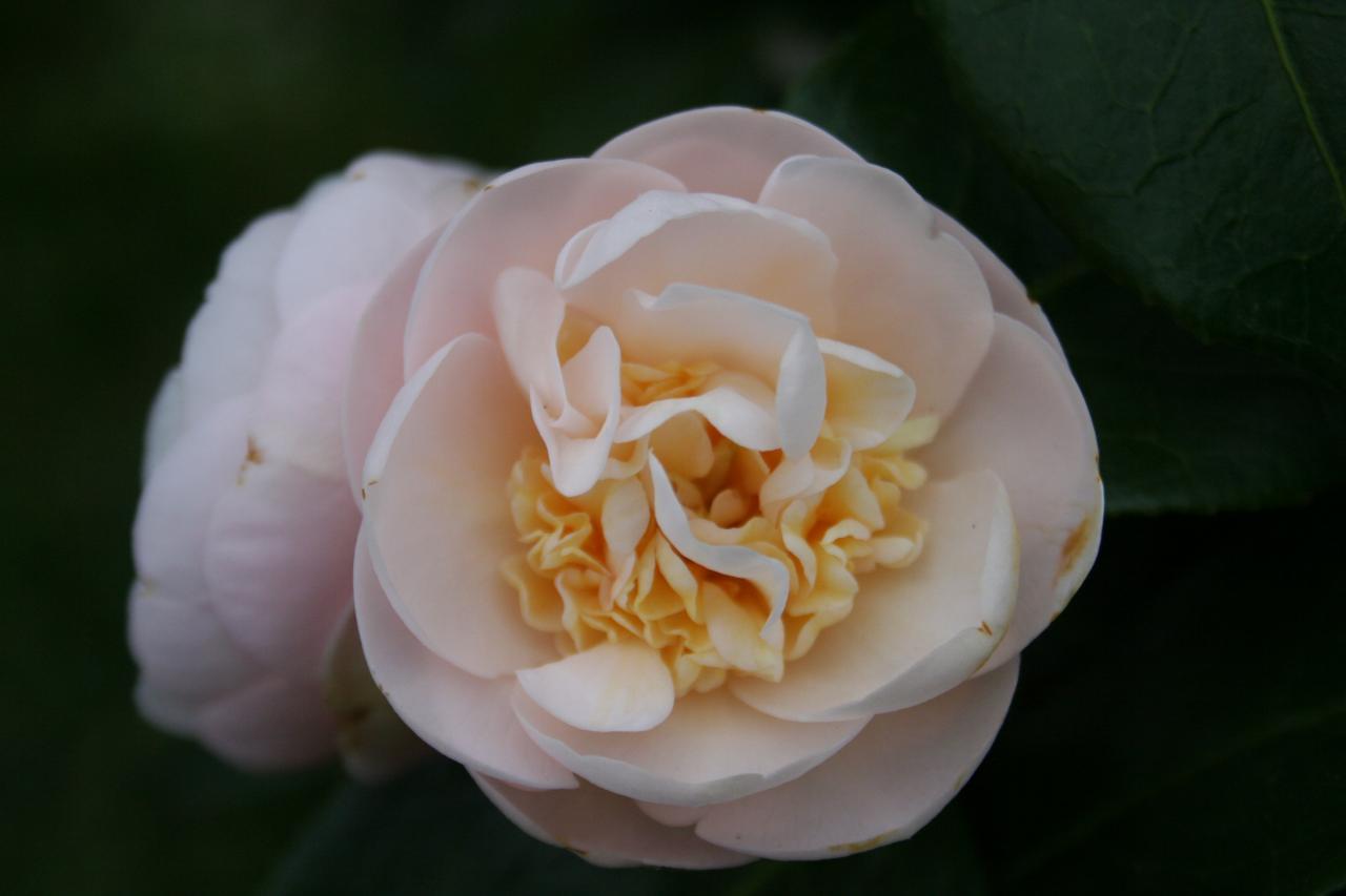 Camellia japonica ssp. rusticana 'Botanyuki'-3-