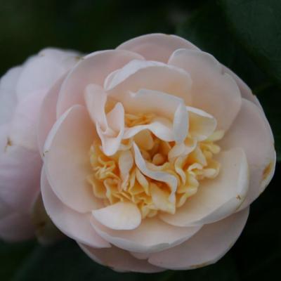 Camellia de printemps japonica ssp rusticana
