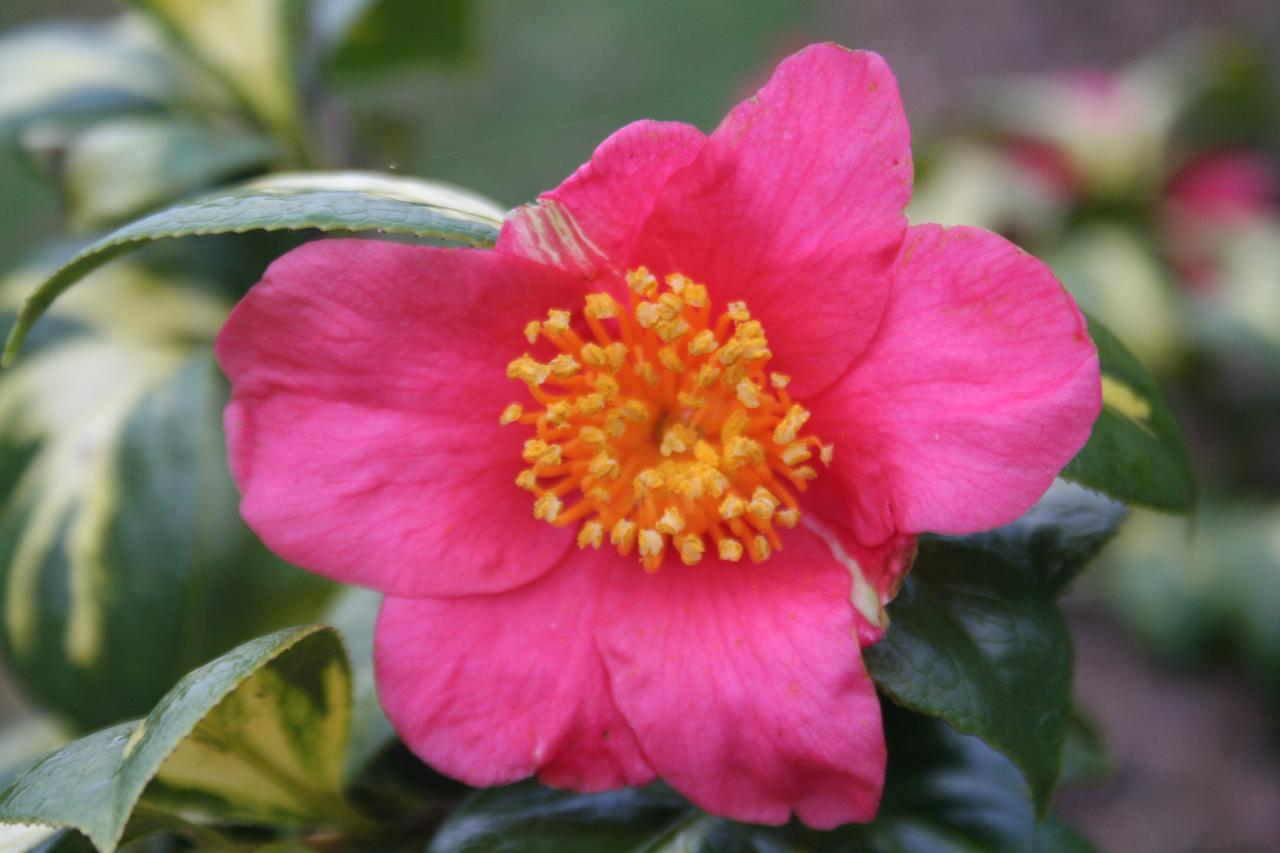 Camellia japonica ssp. rusticana 'Hogyoku'