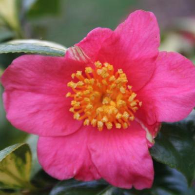 Camellia japonica ssp. rusticana 'Hogyoku'