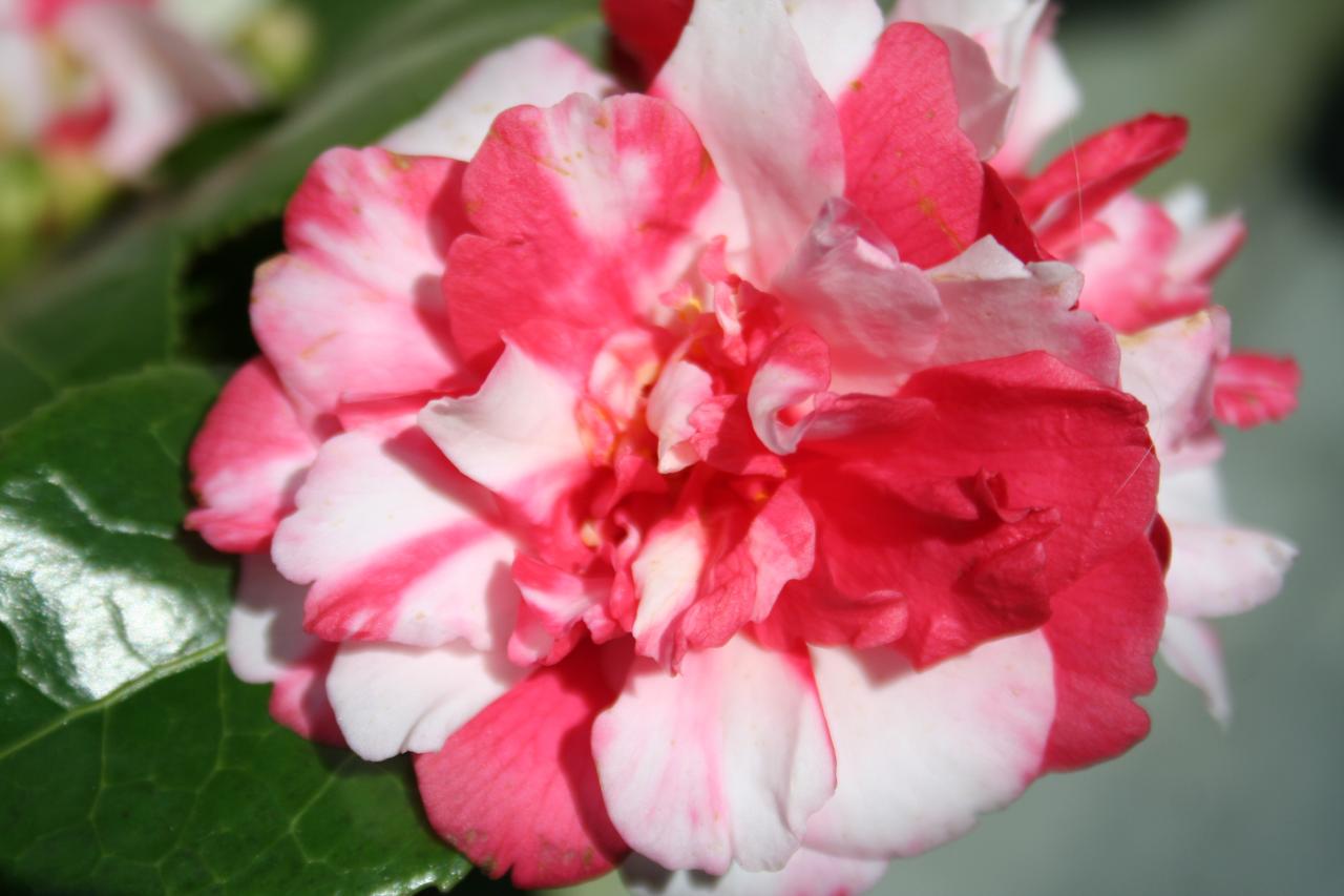 Camellia japonica ssp. rusticana 'Kasuga-yama'-3-