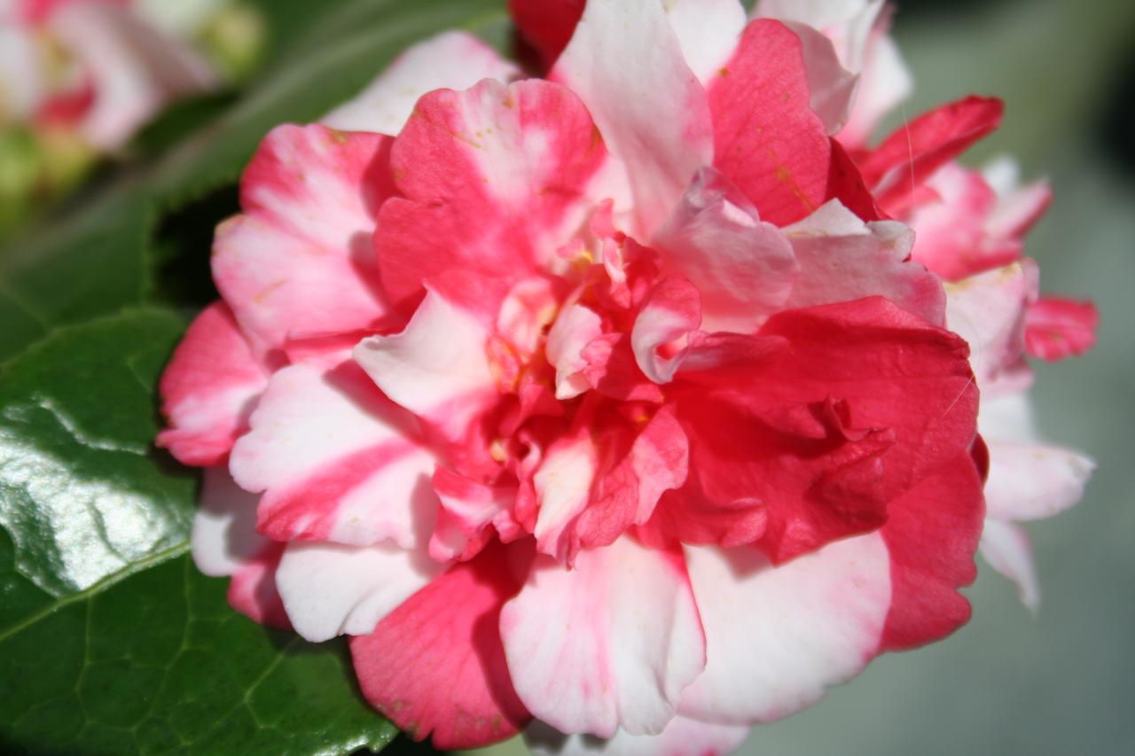 Camellia japonica ssp. rusticana 'Kasuga-yama'