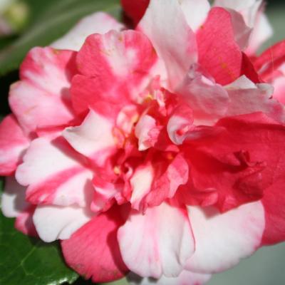 Camellia japonica ssp. rusticana 'Kasuga-yama'